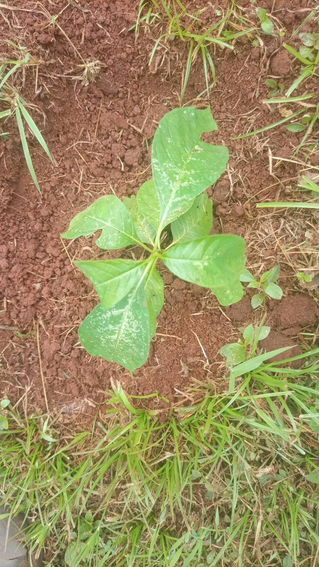 tree