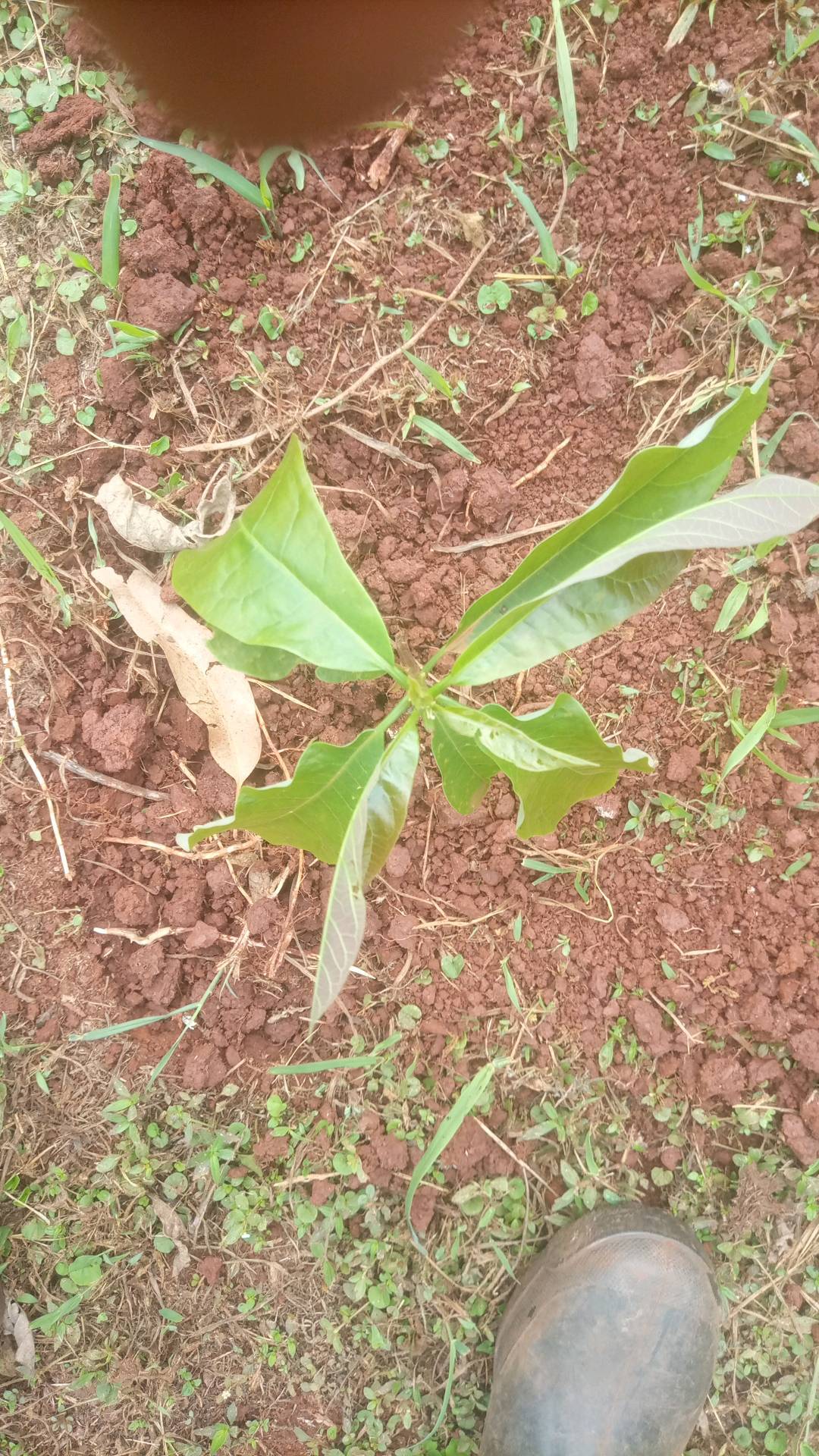 tree