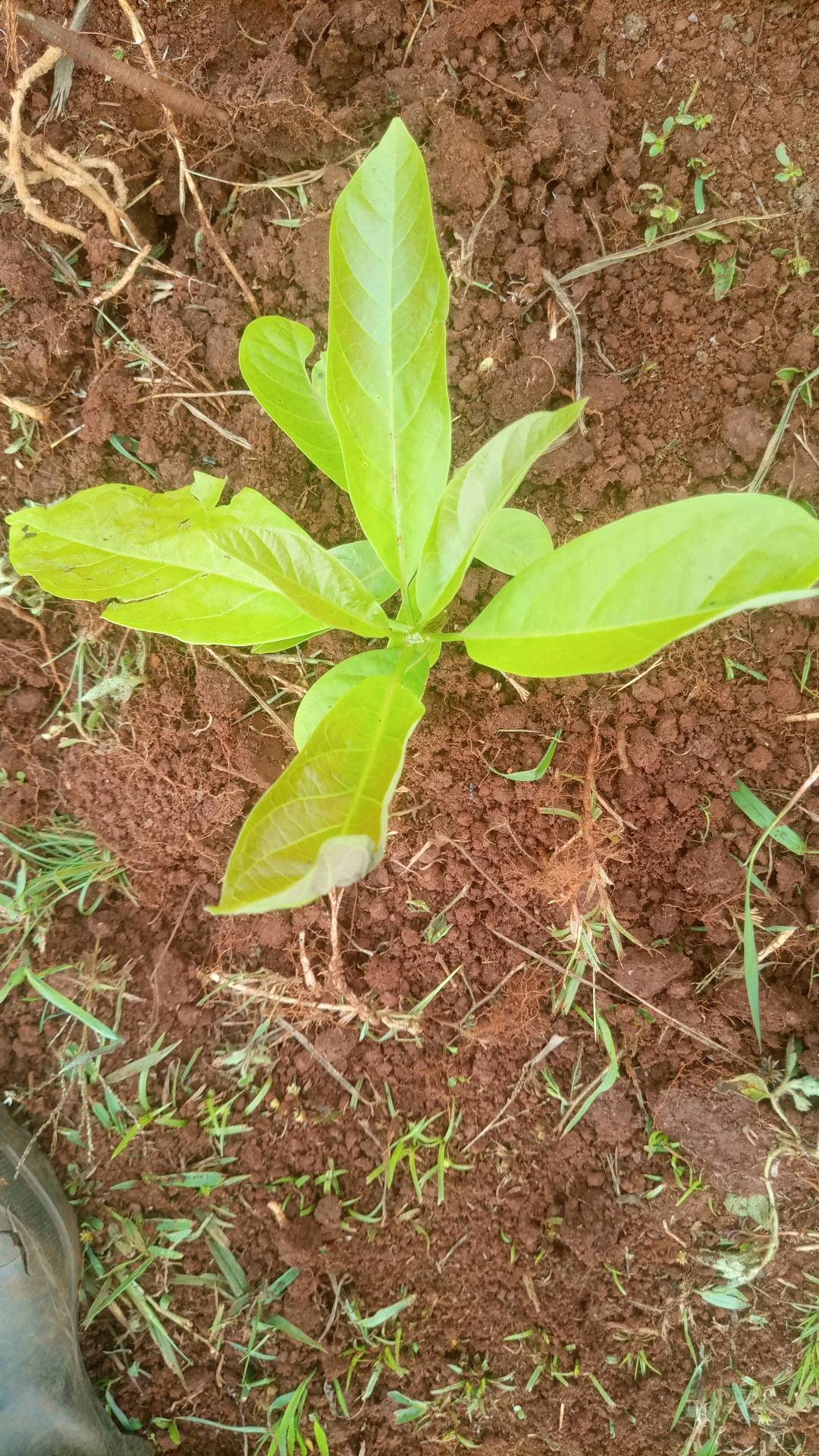 tree