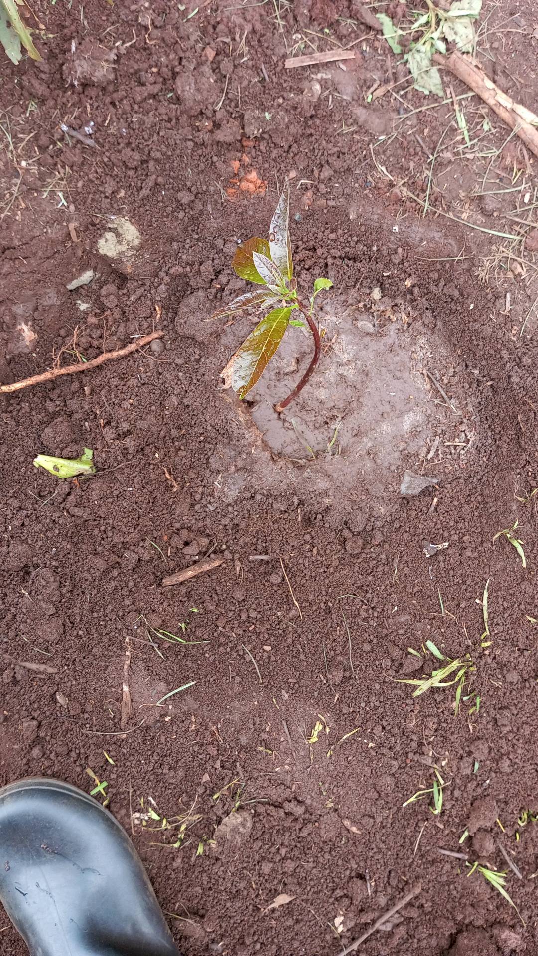tree