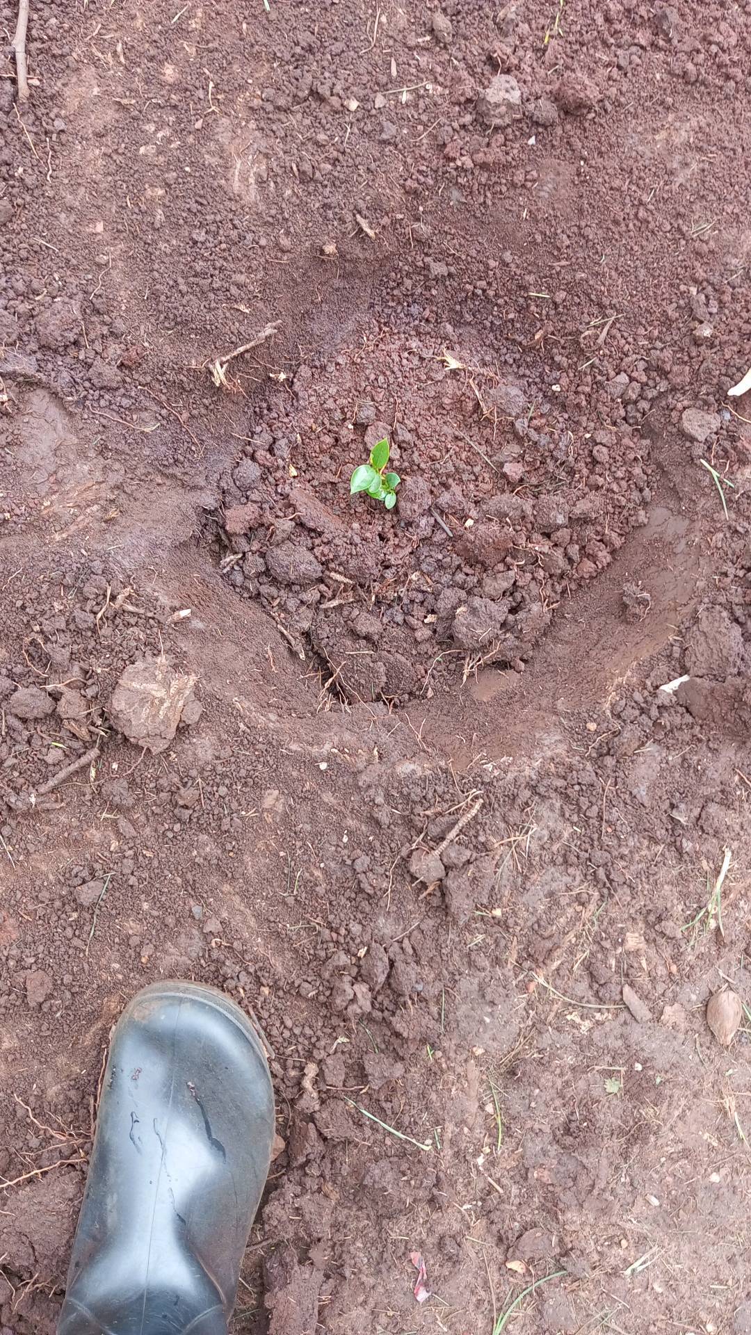 tree
