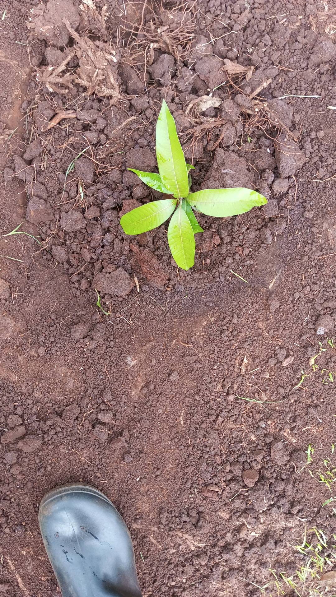 tree