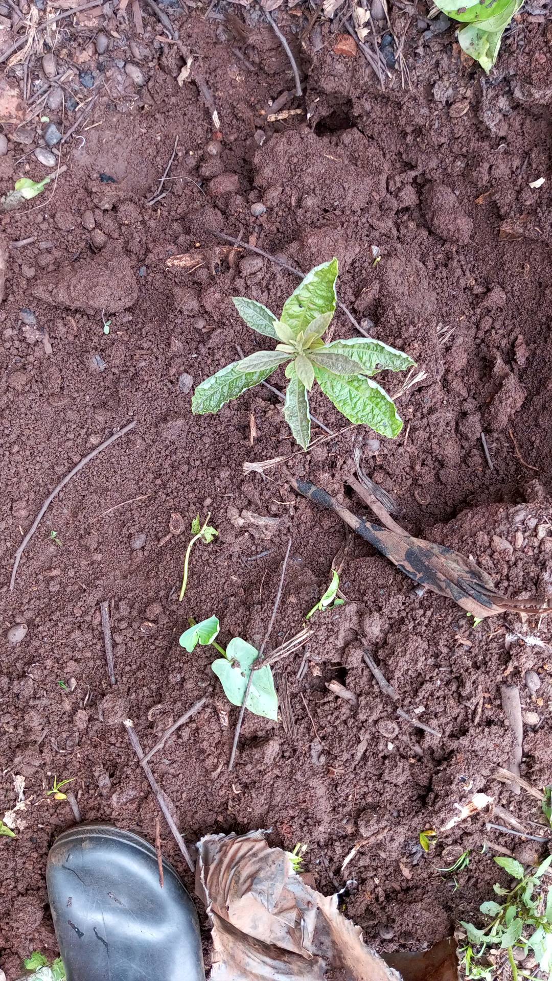 tree