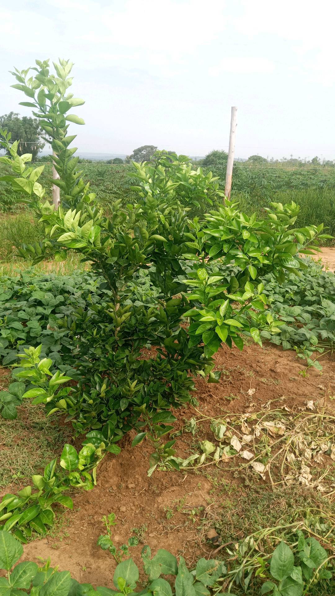 tree