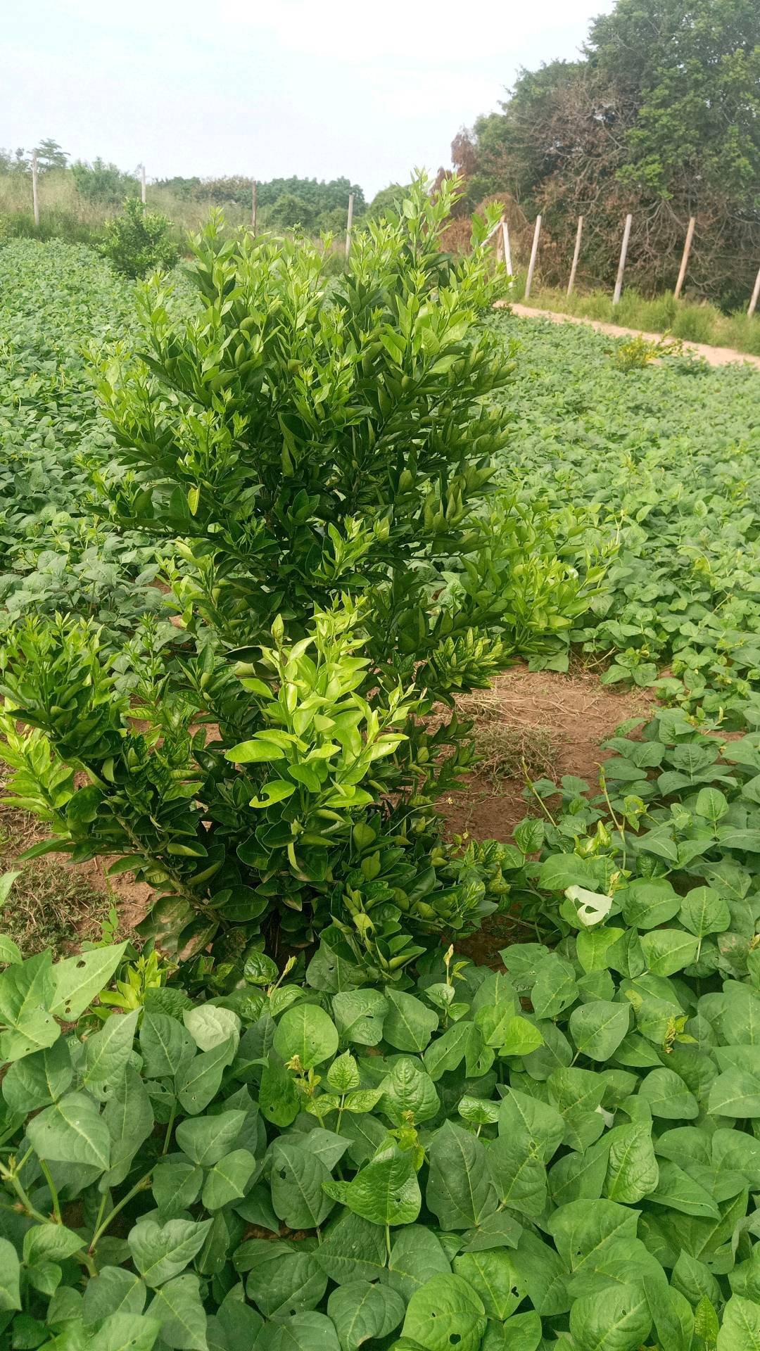 tree