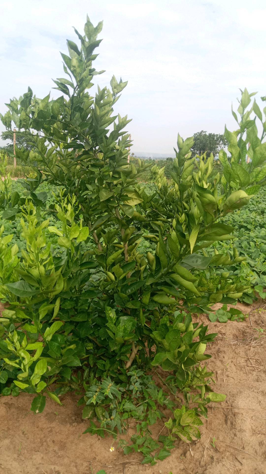 tree