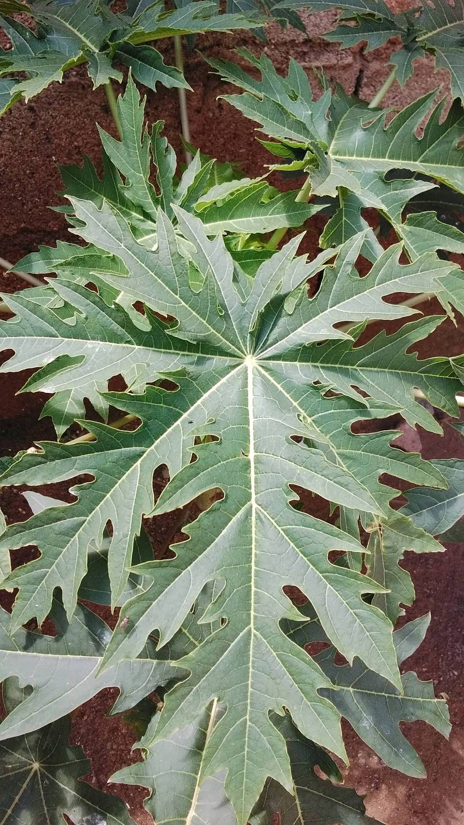 tree