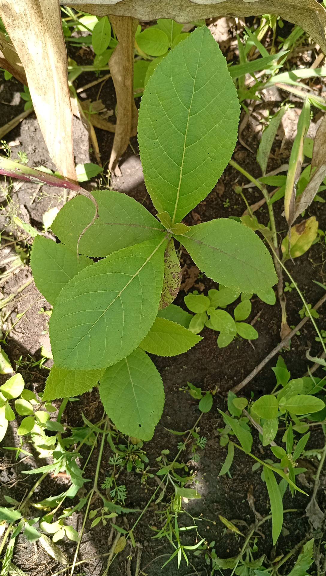 tree