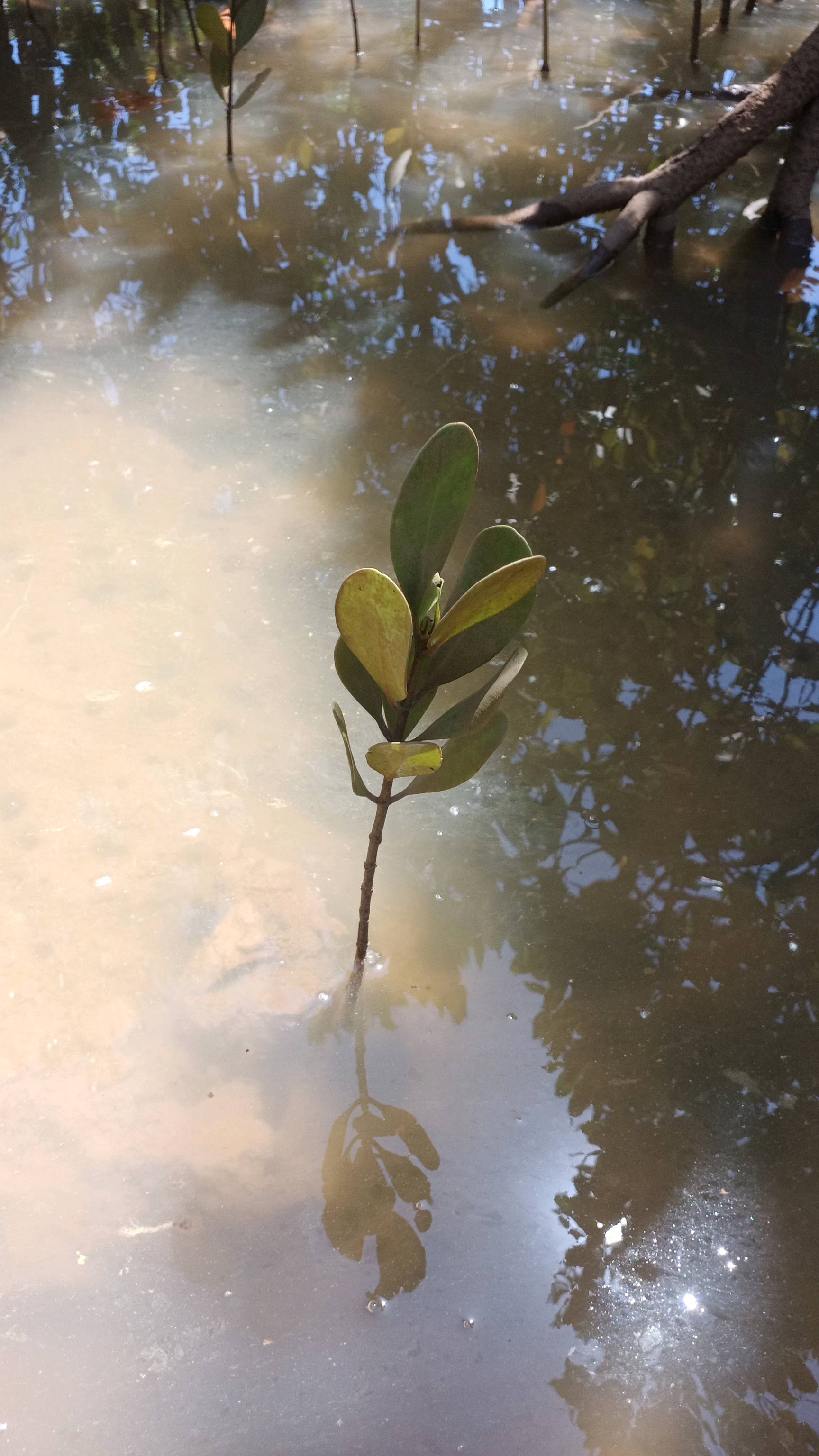 tree