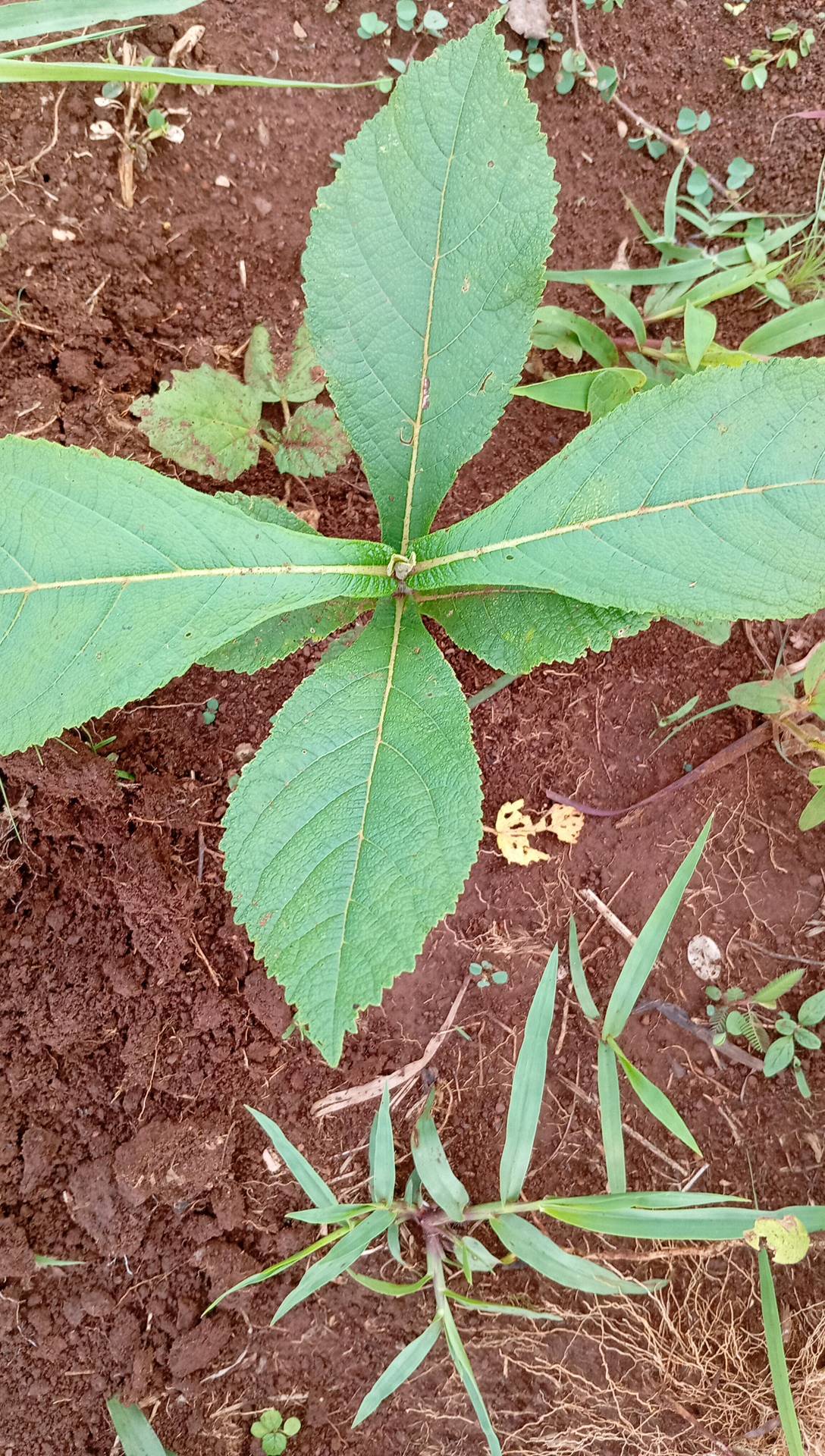 tree
