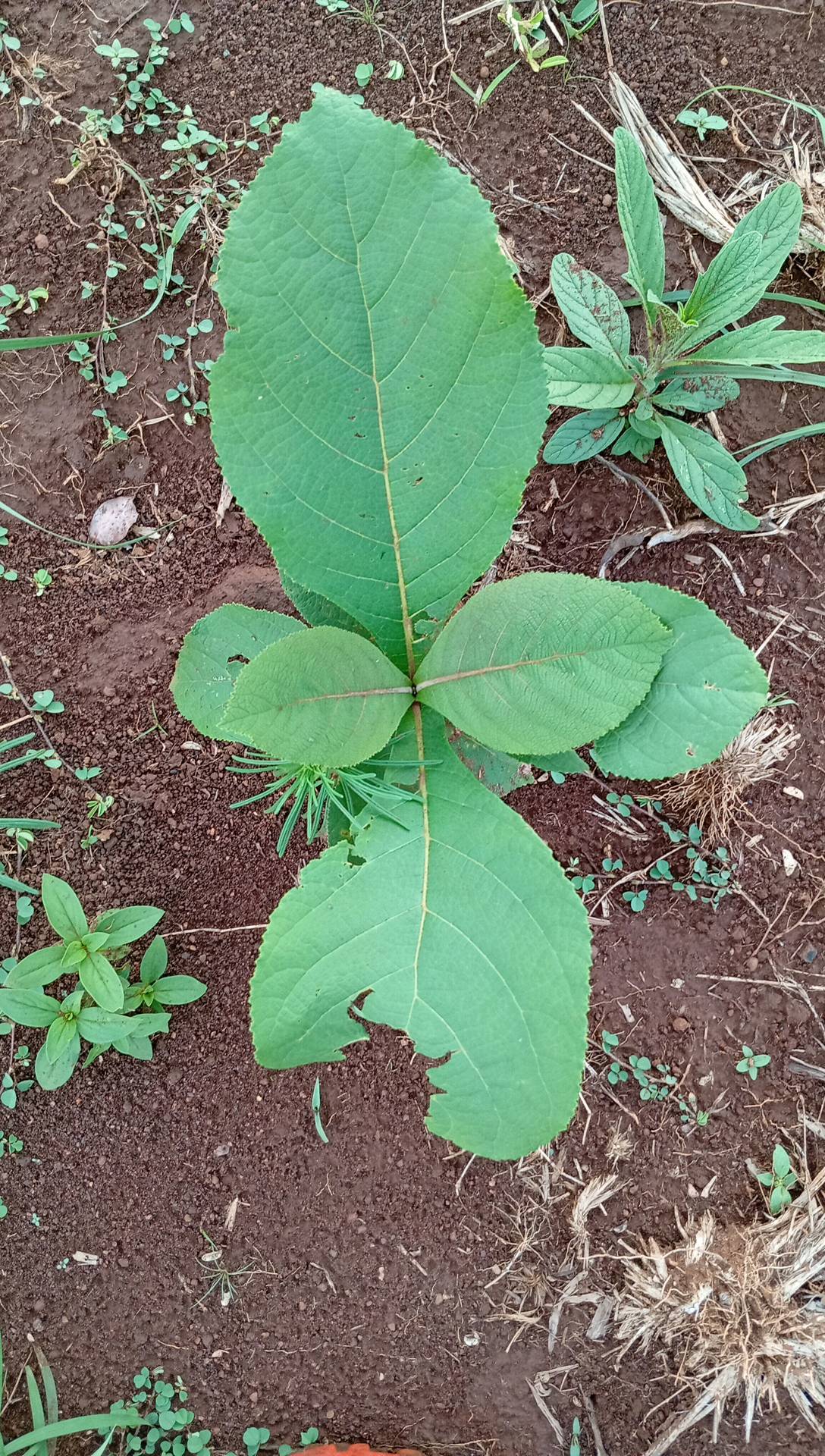 tree
