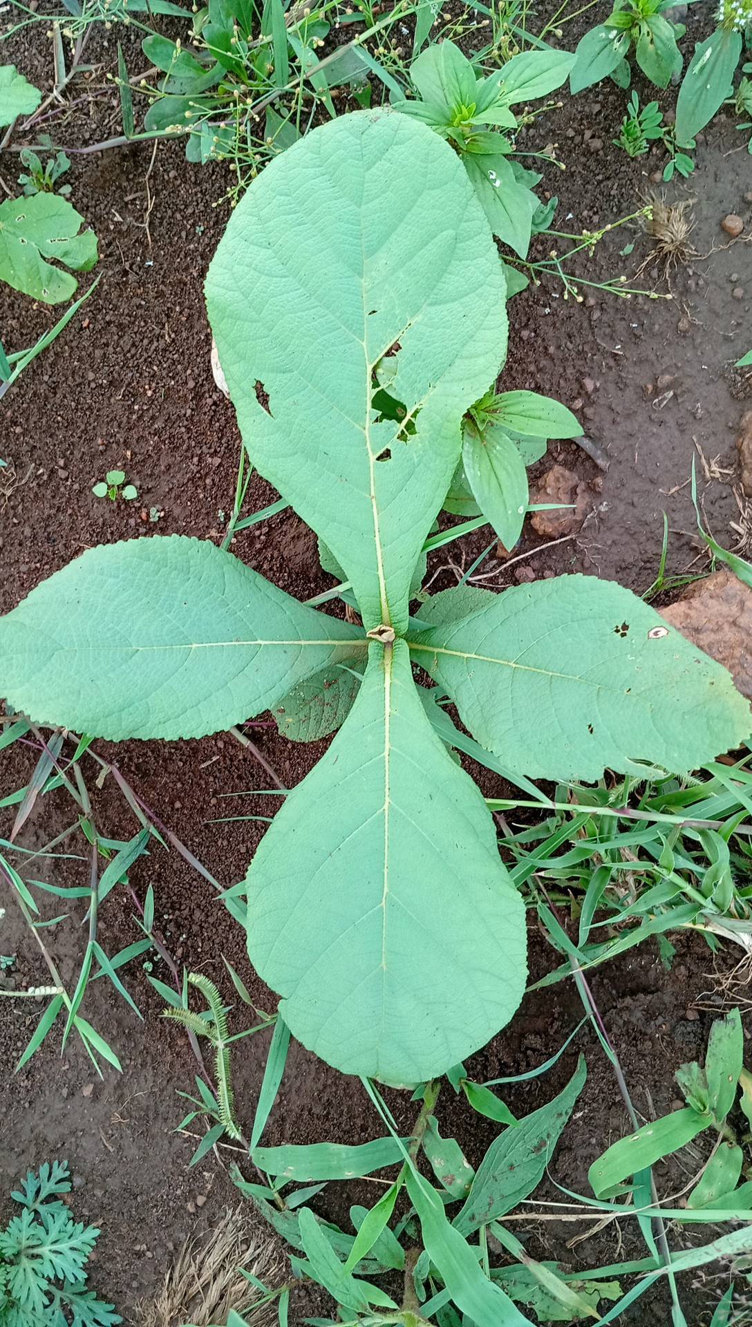 tree