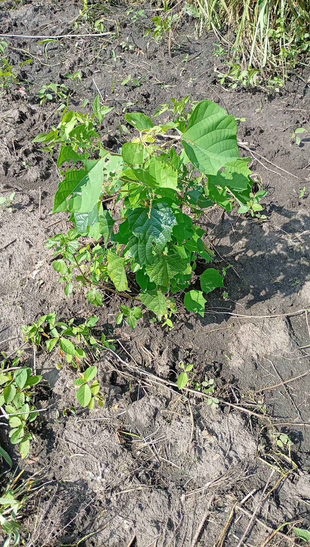 tree