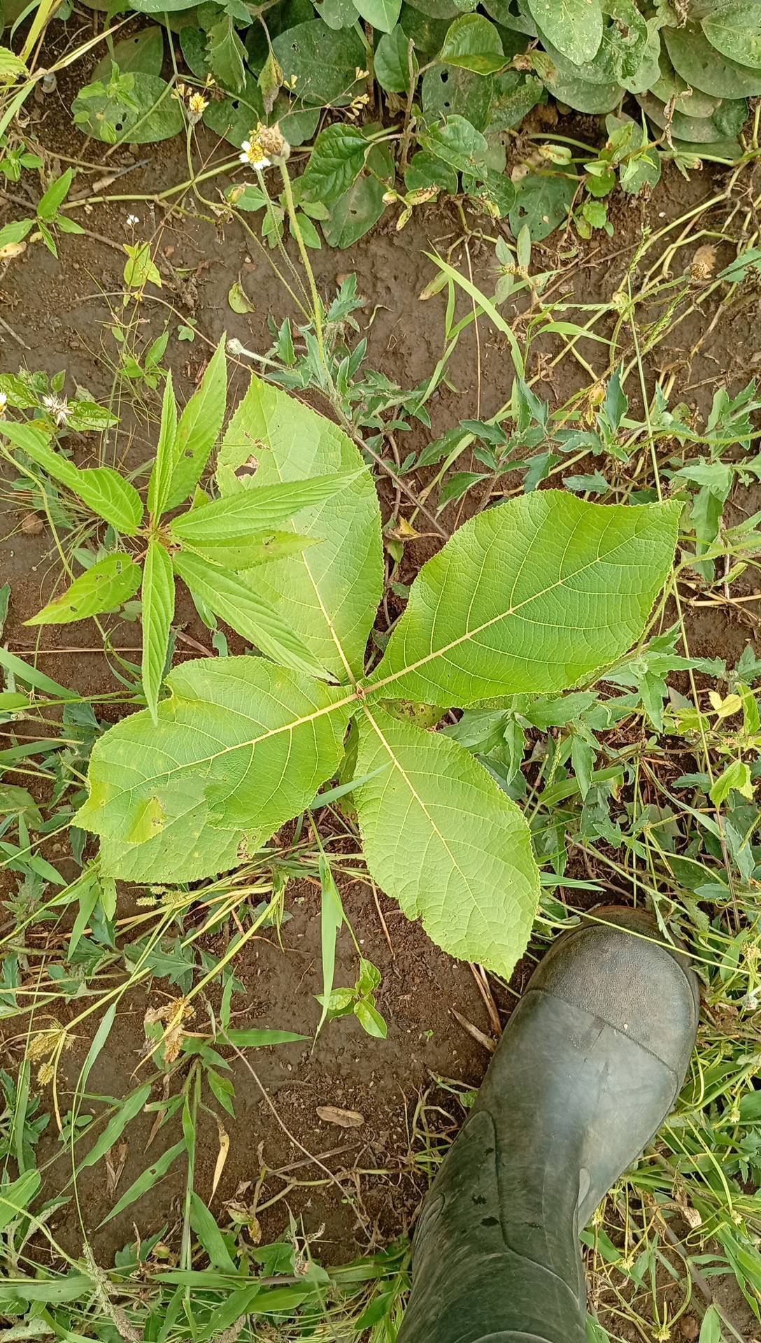 tree