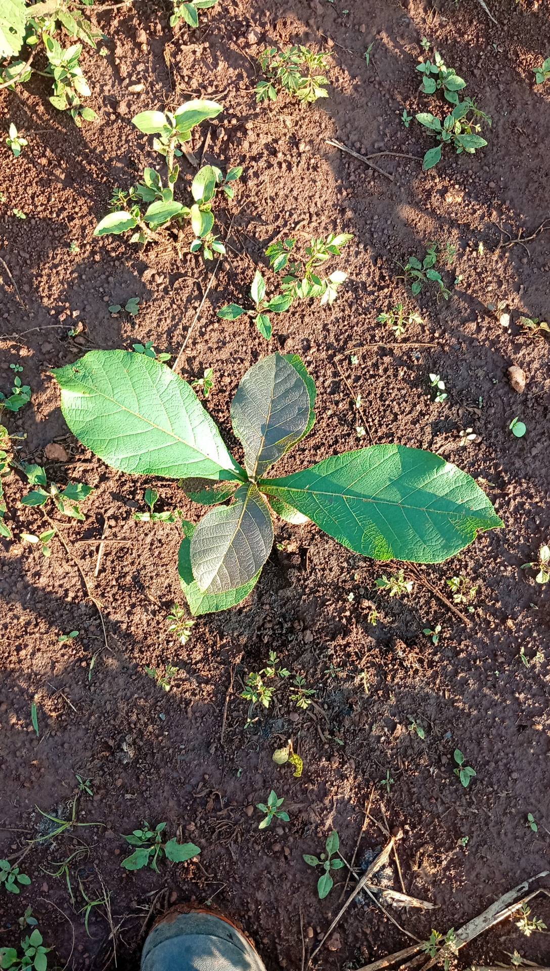 tree