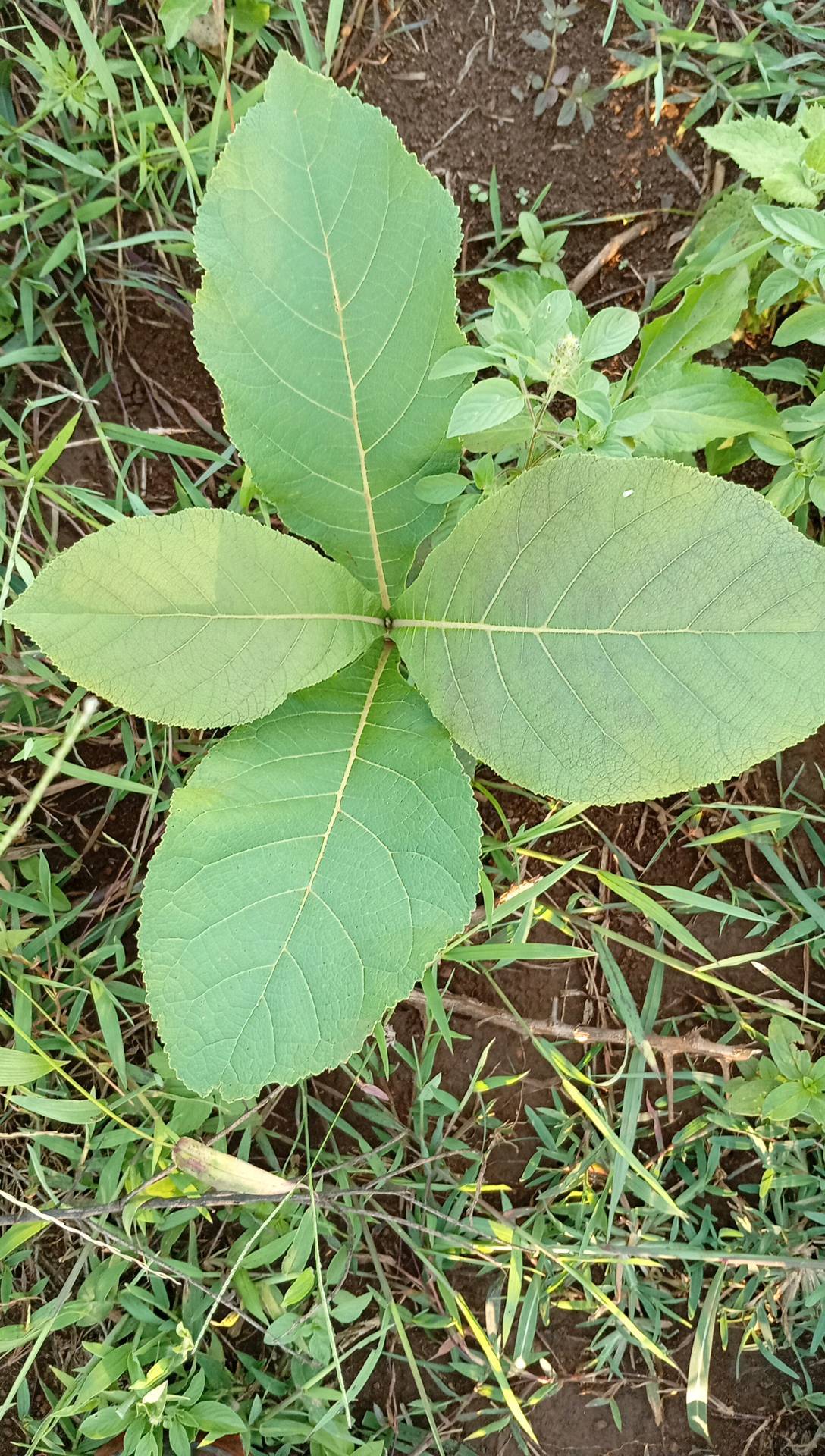 tree