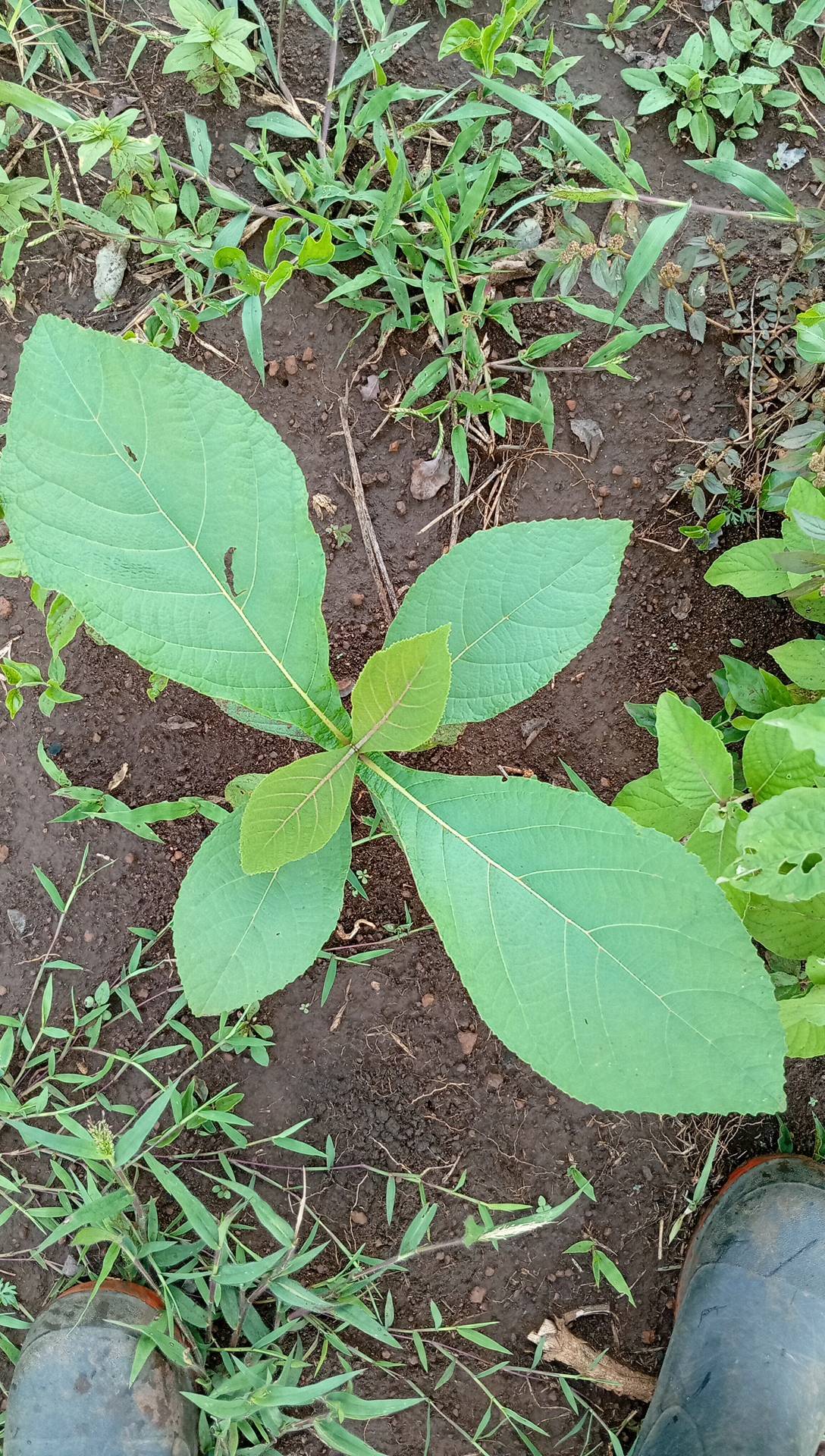 tree