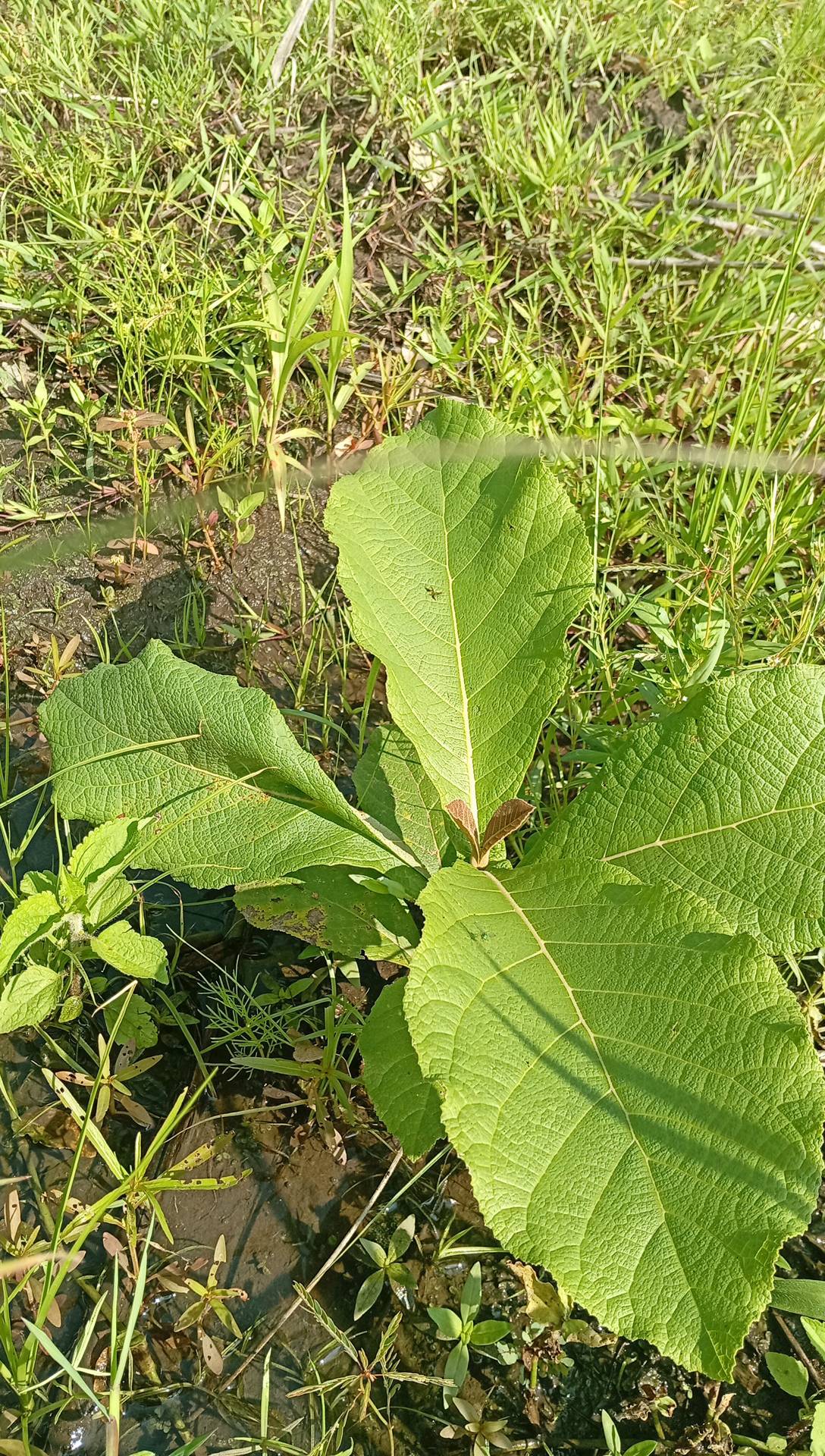 tree