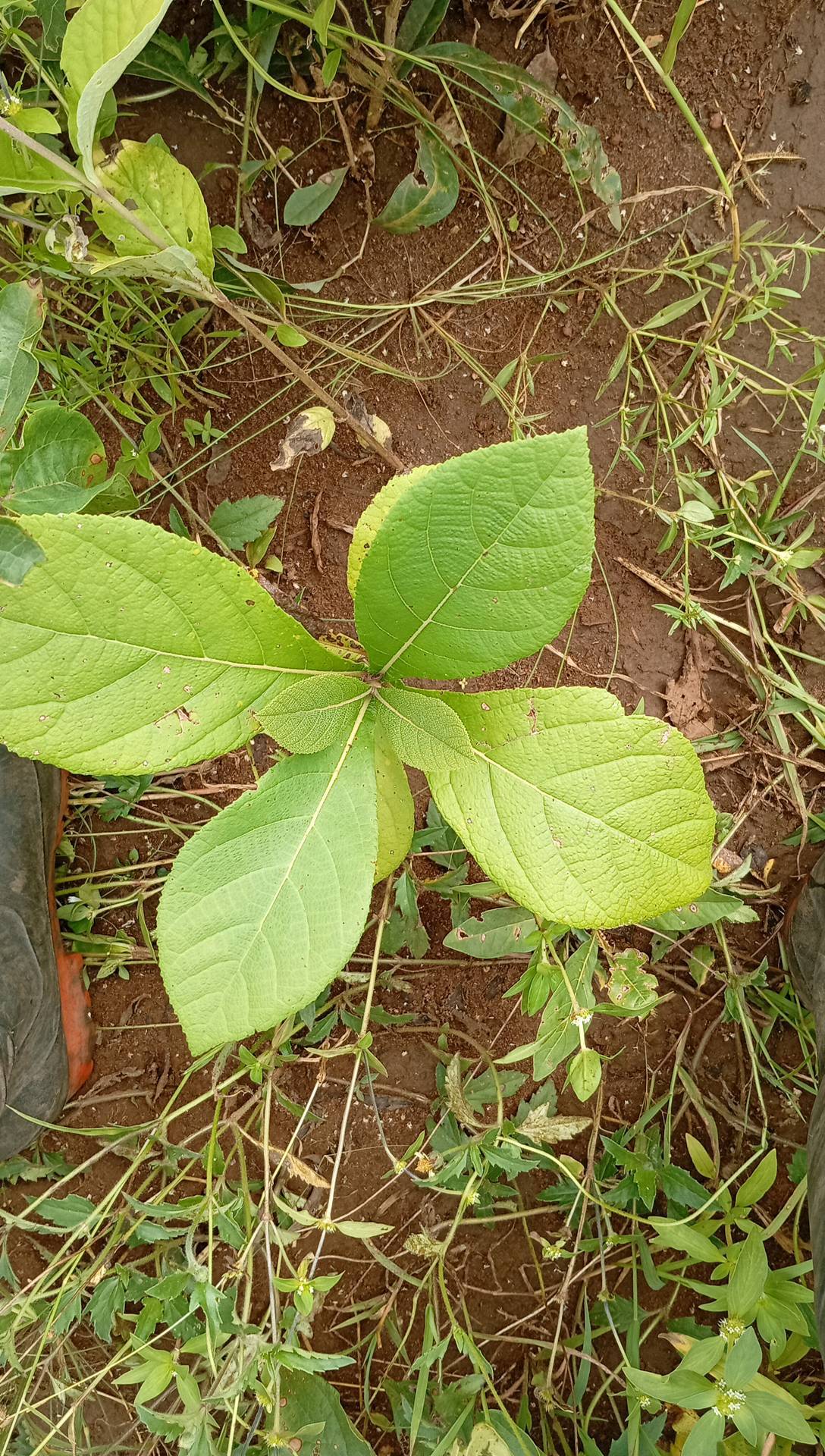 tree