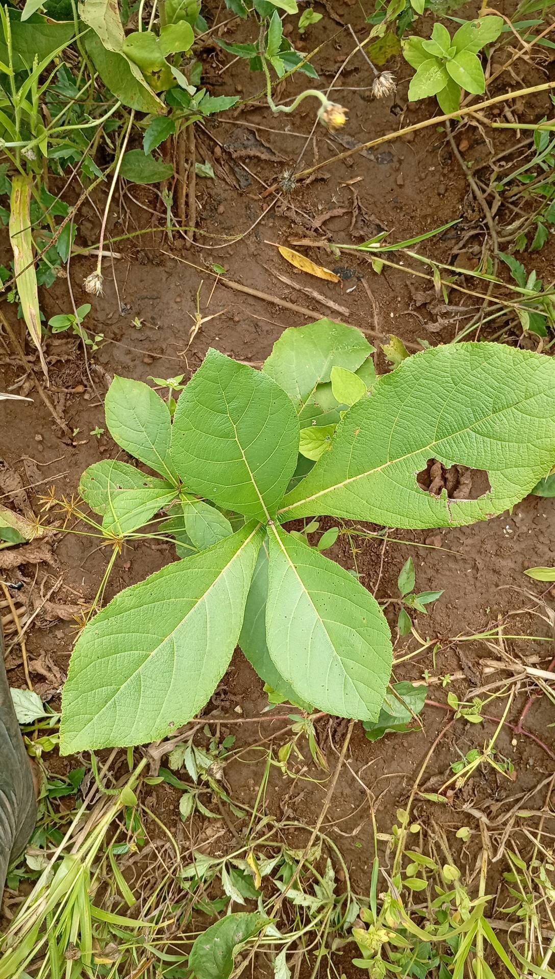 tree