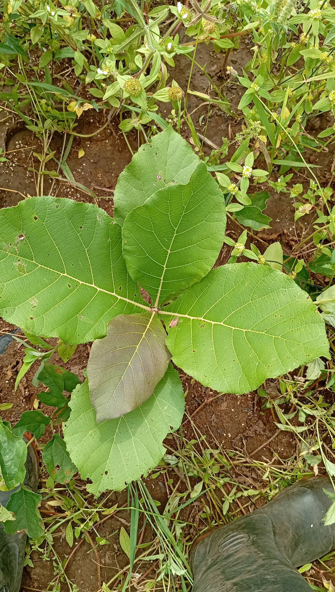 tree