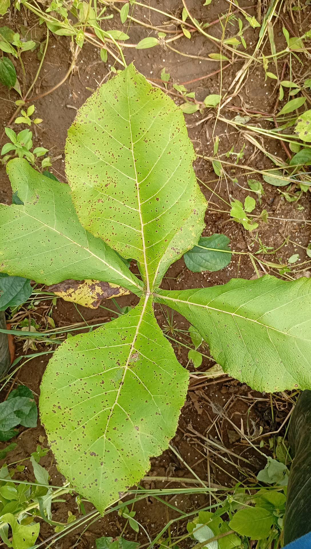 tree