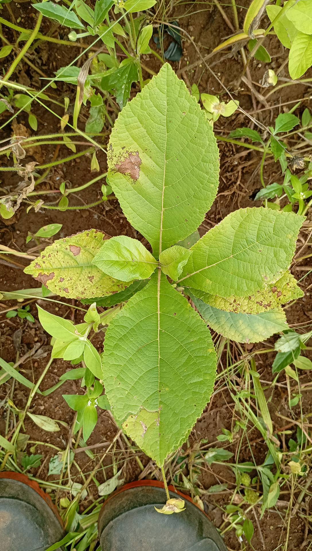 tree