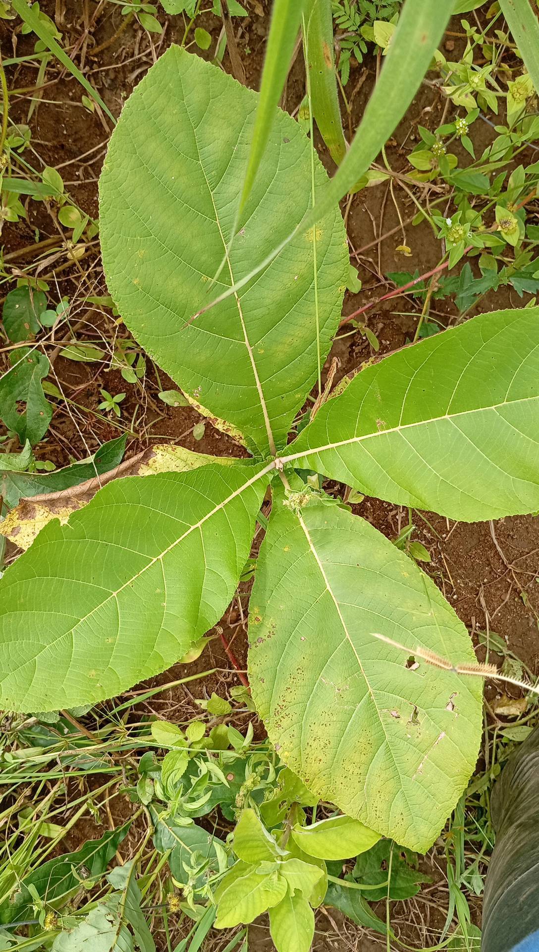 tree