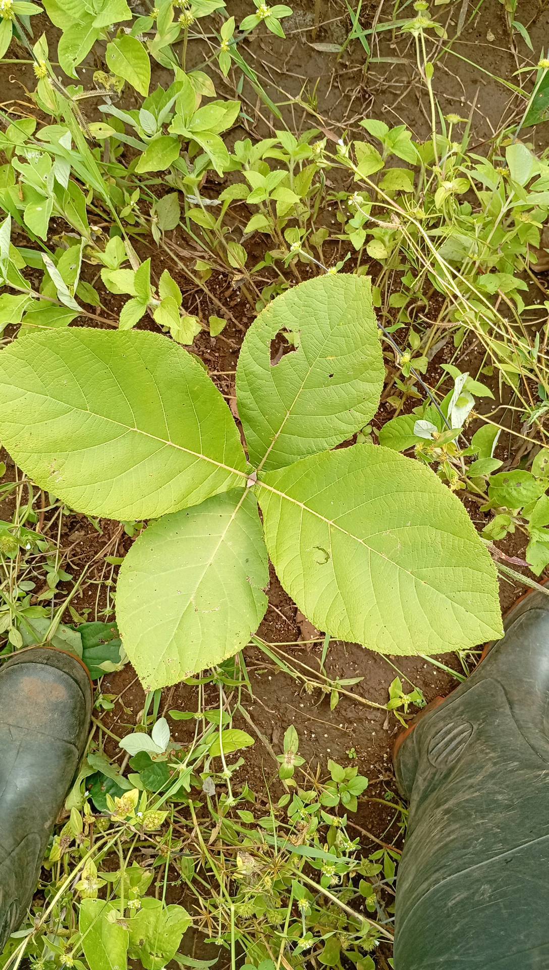 tree
