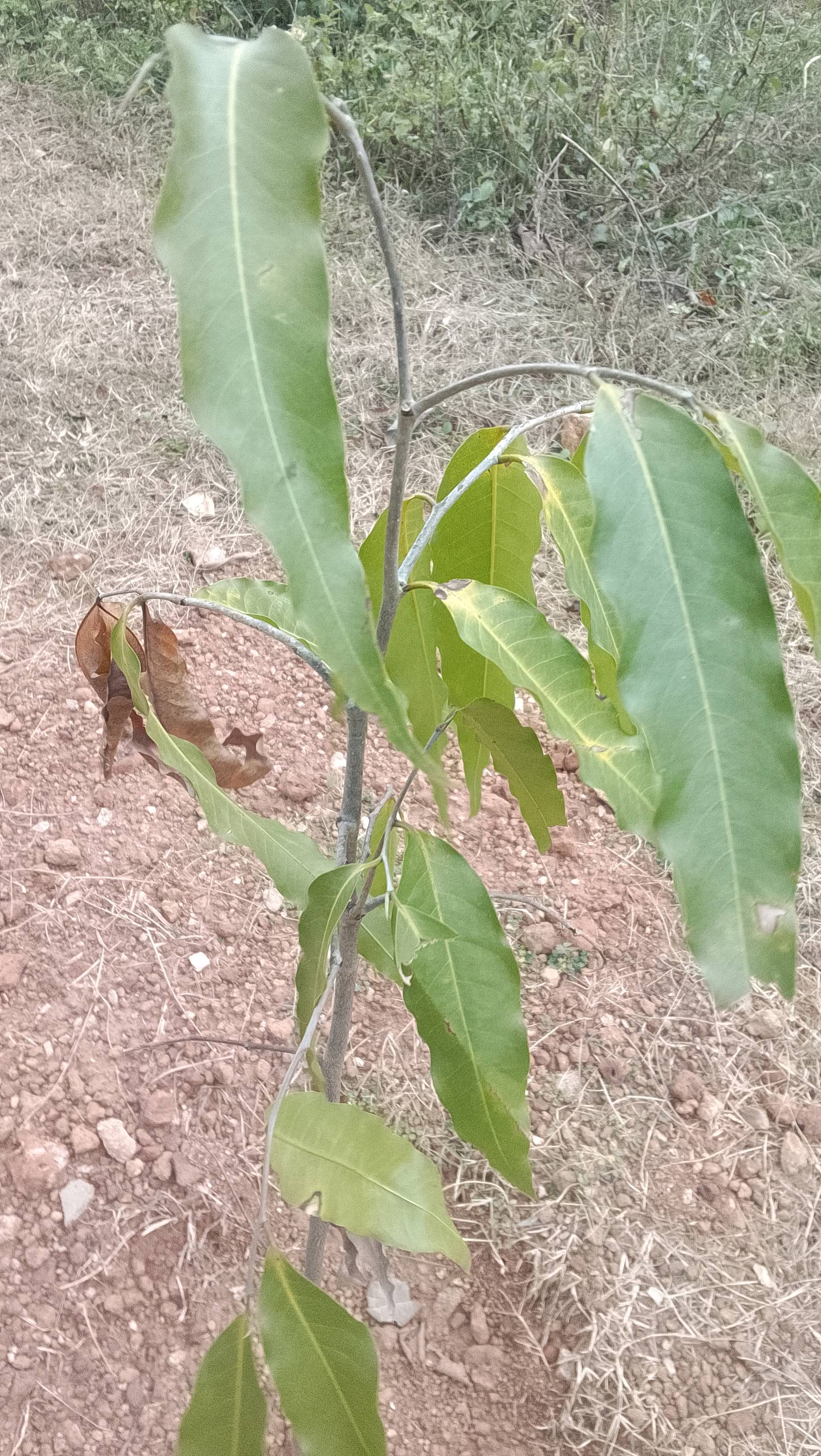 tree