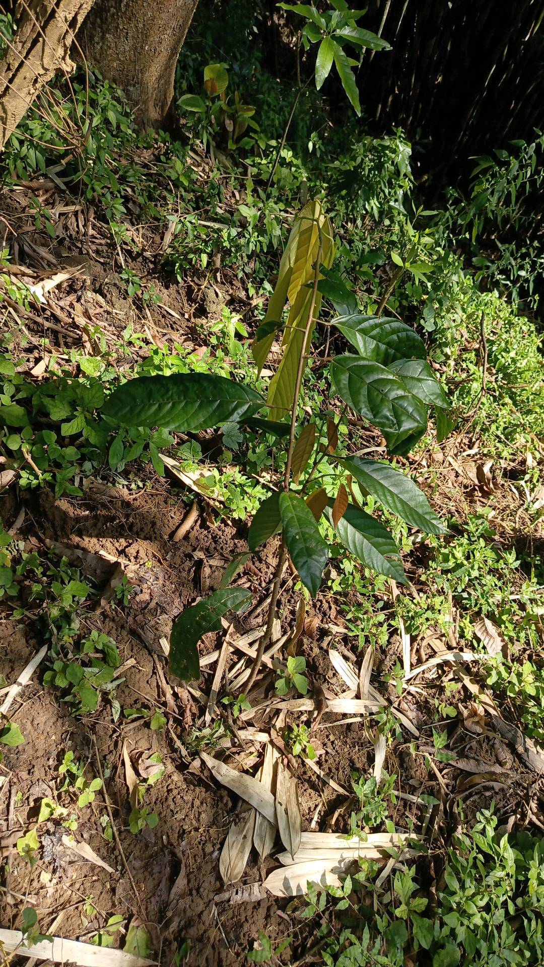 tree