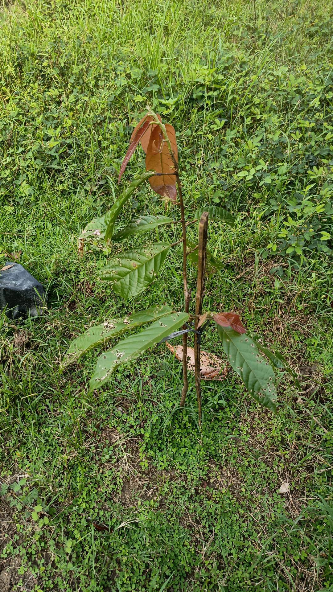 tree