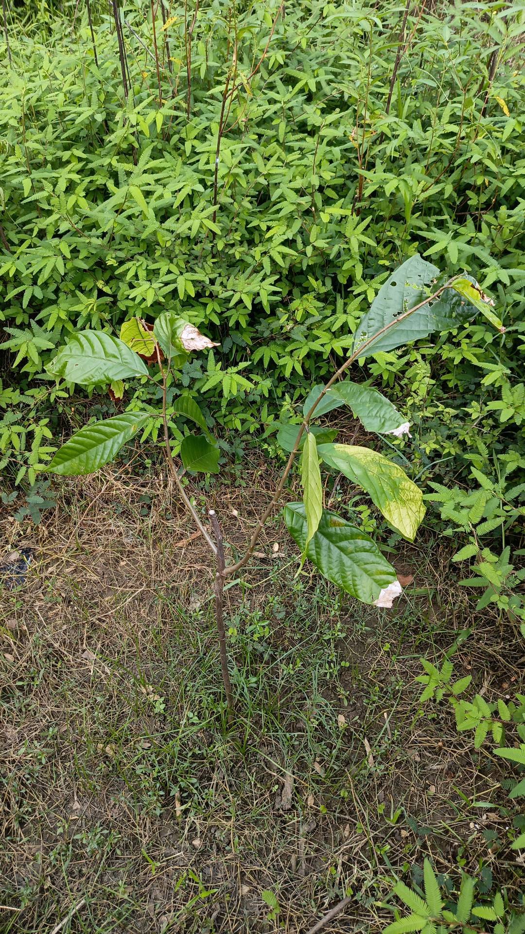 tree