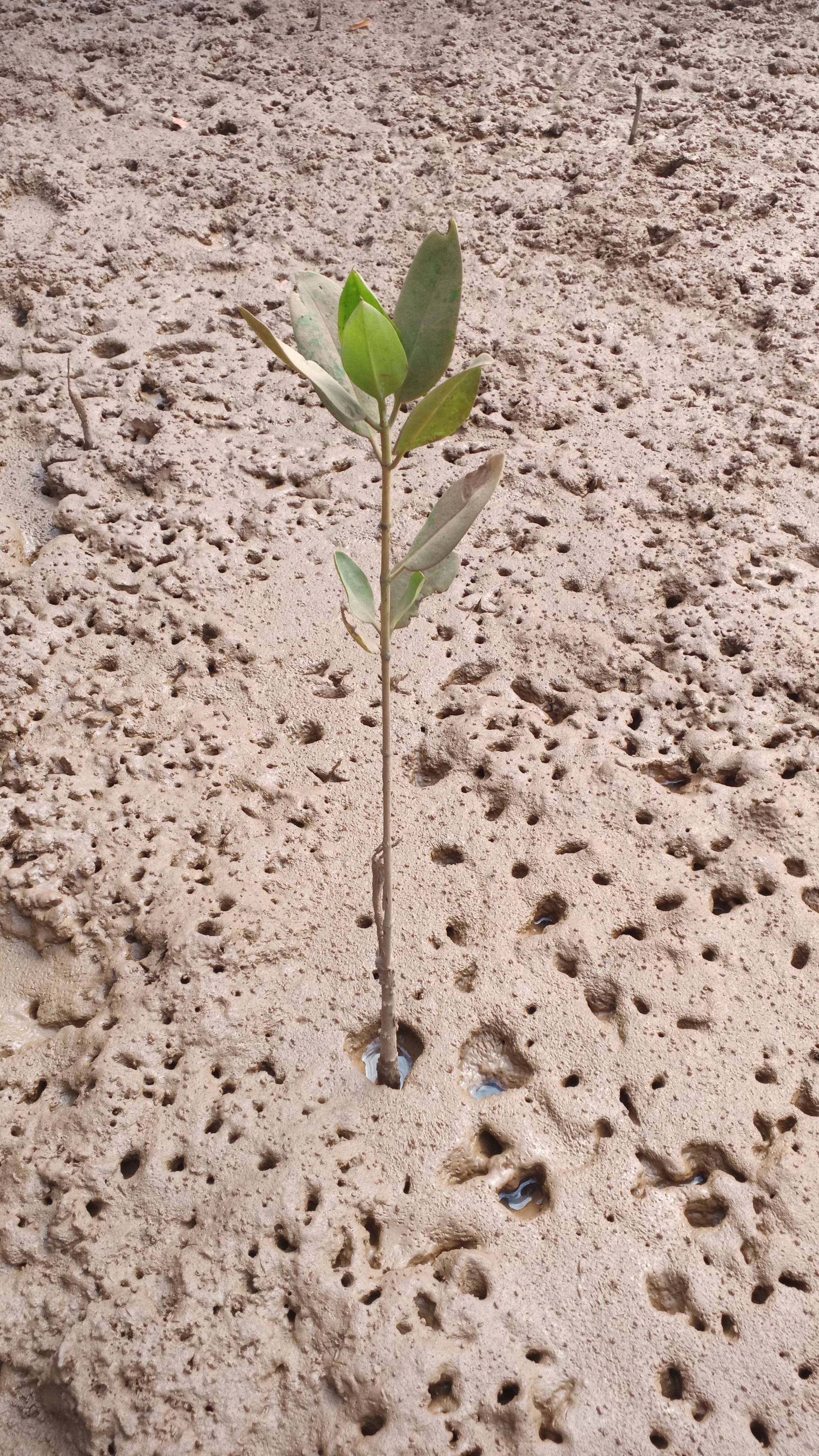 tree