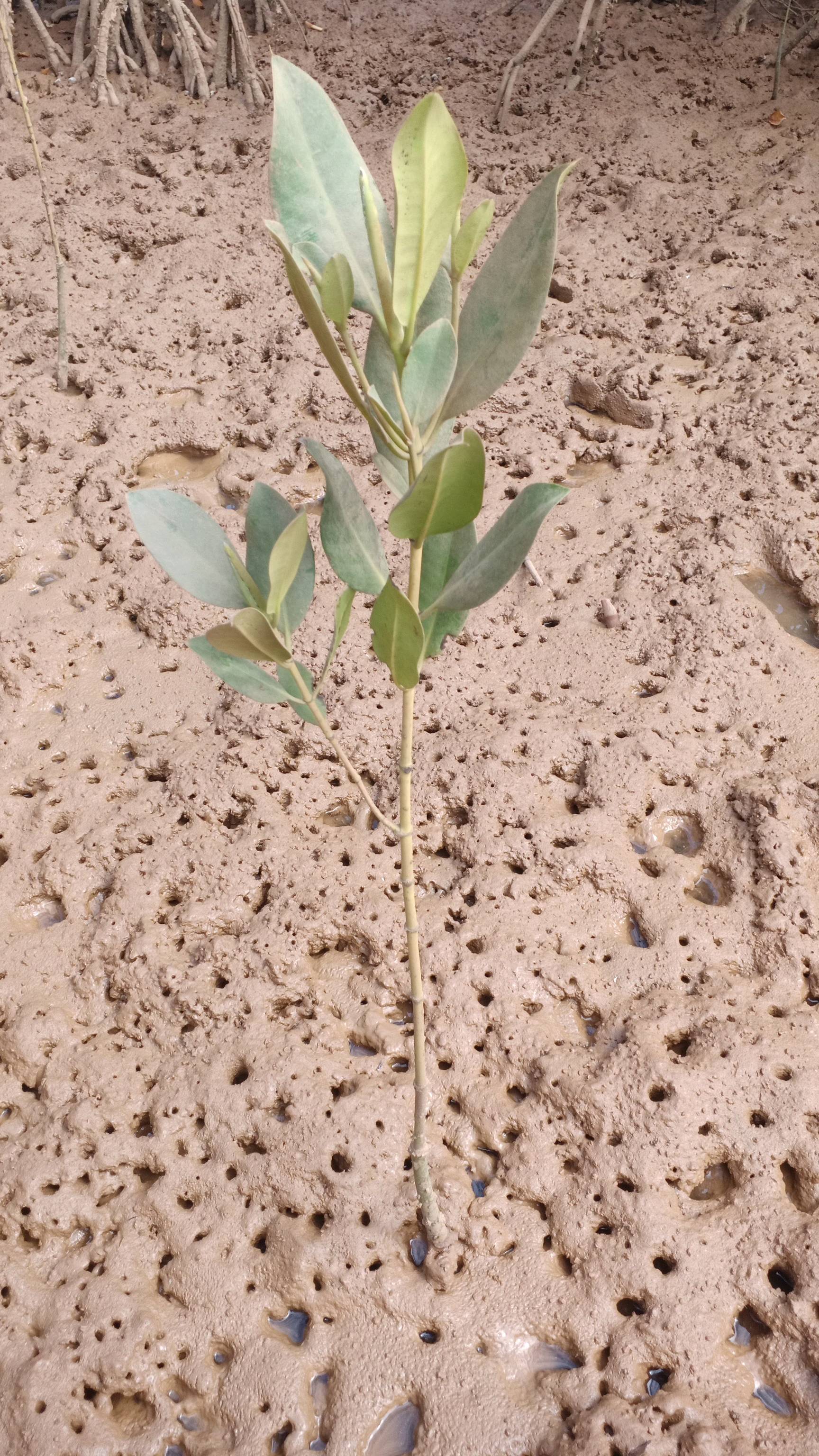 tree