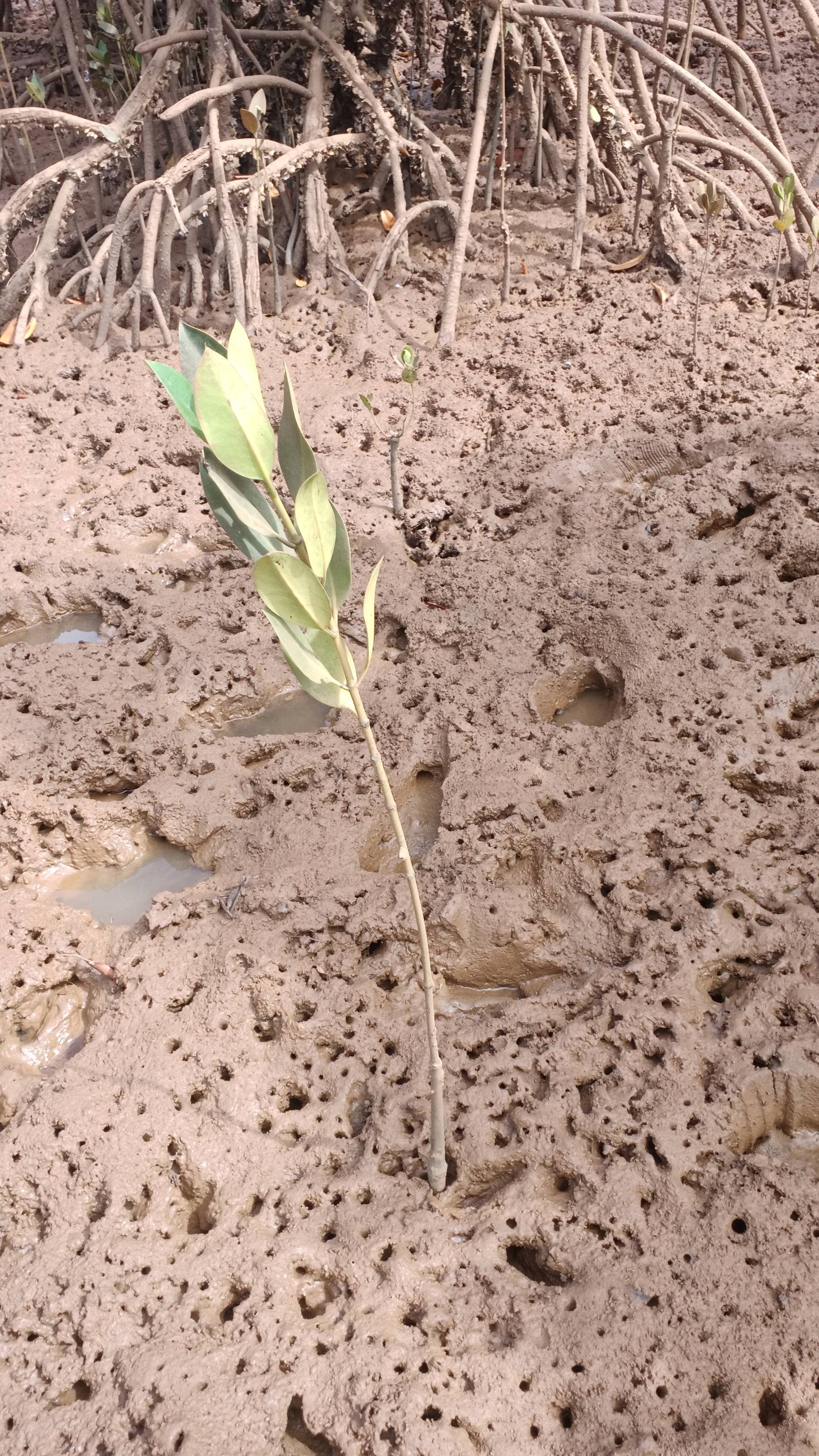 tree