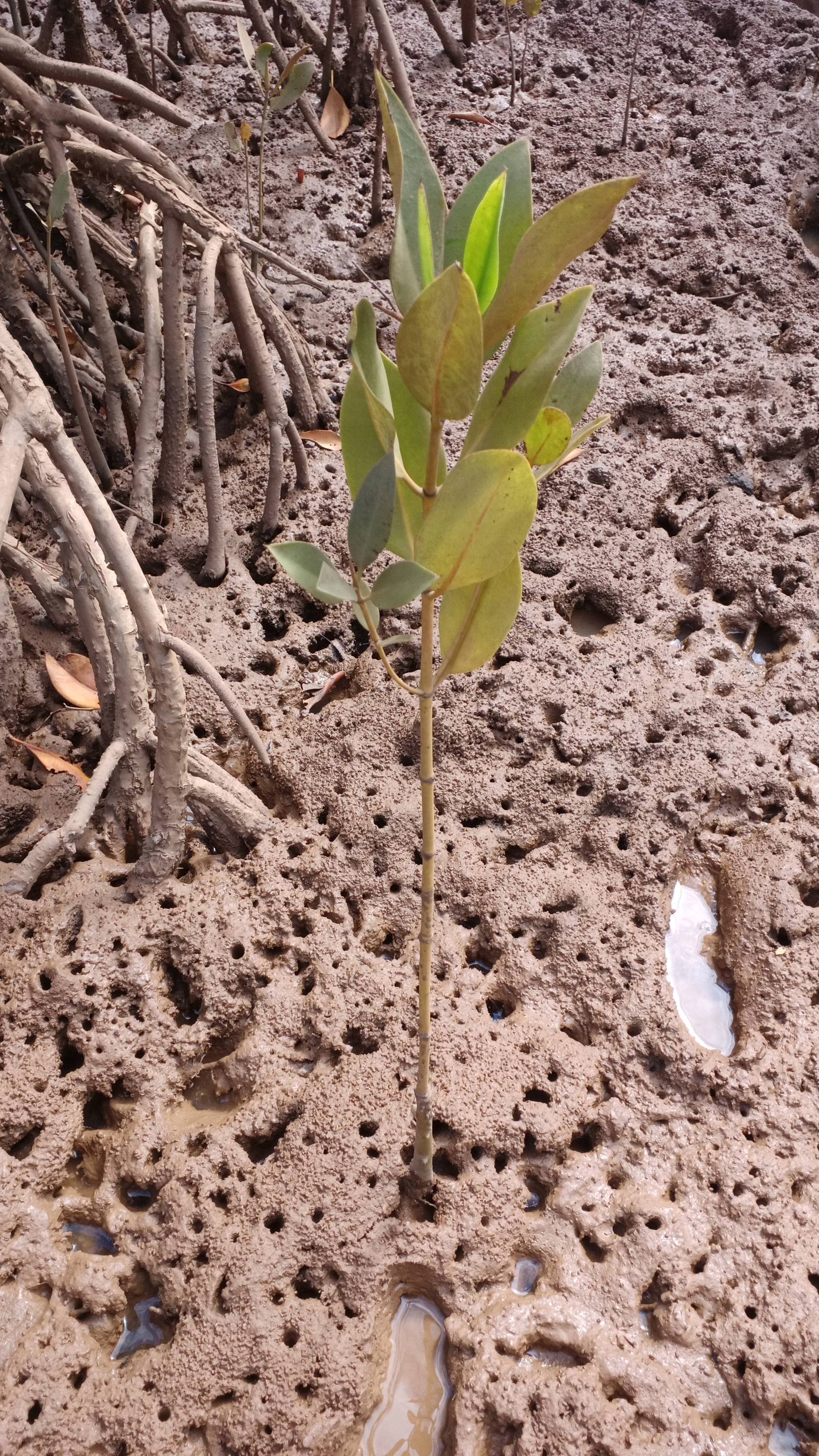 tree