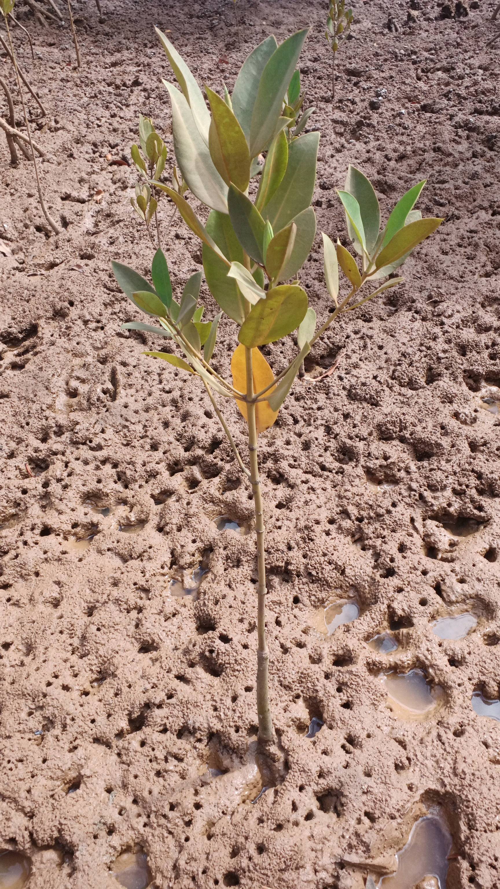 tree