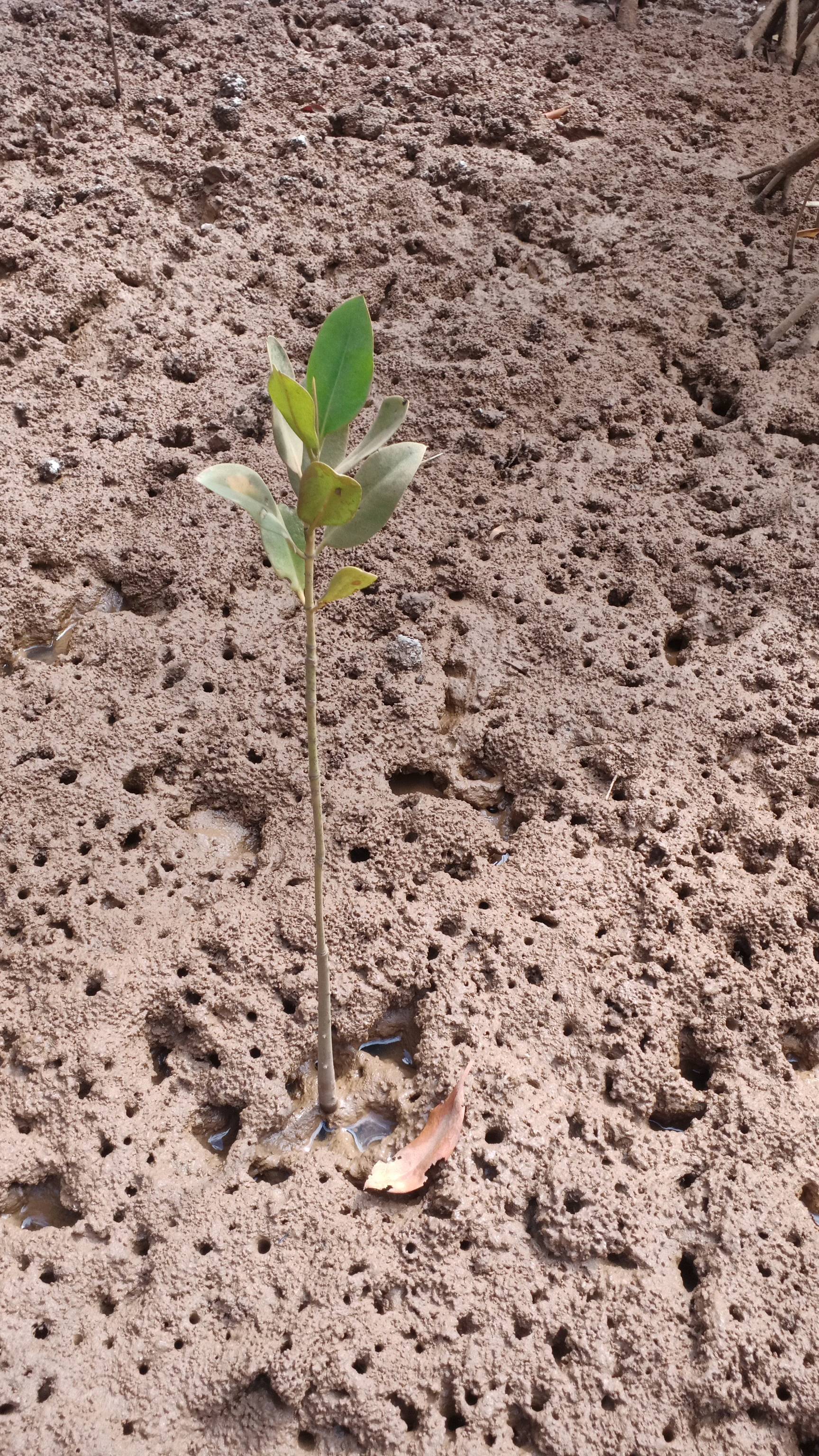 tree