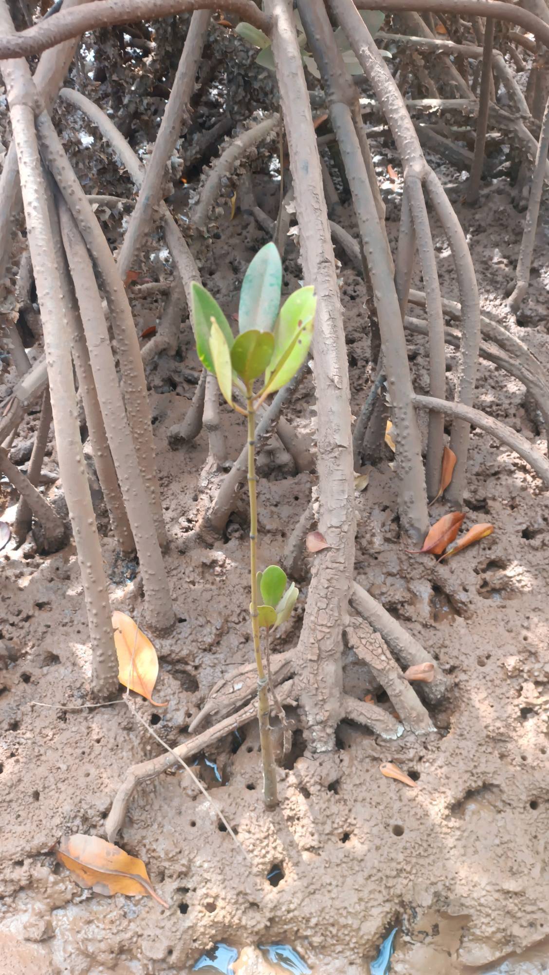 tree