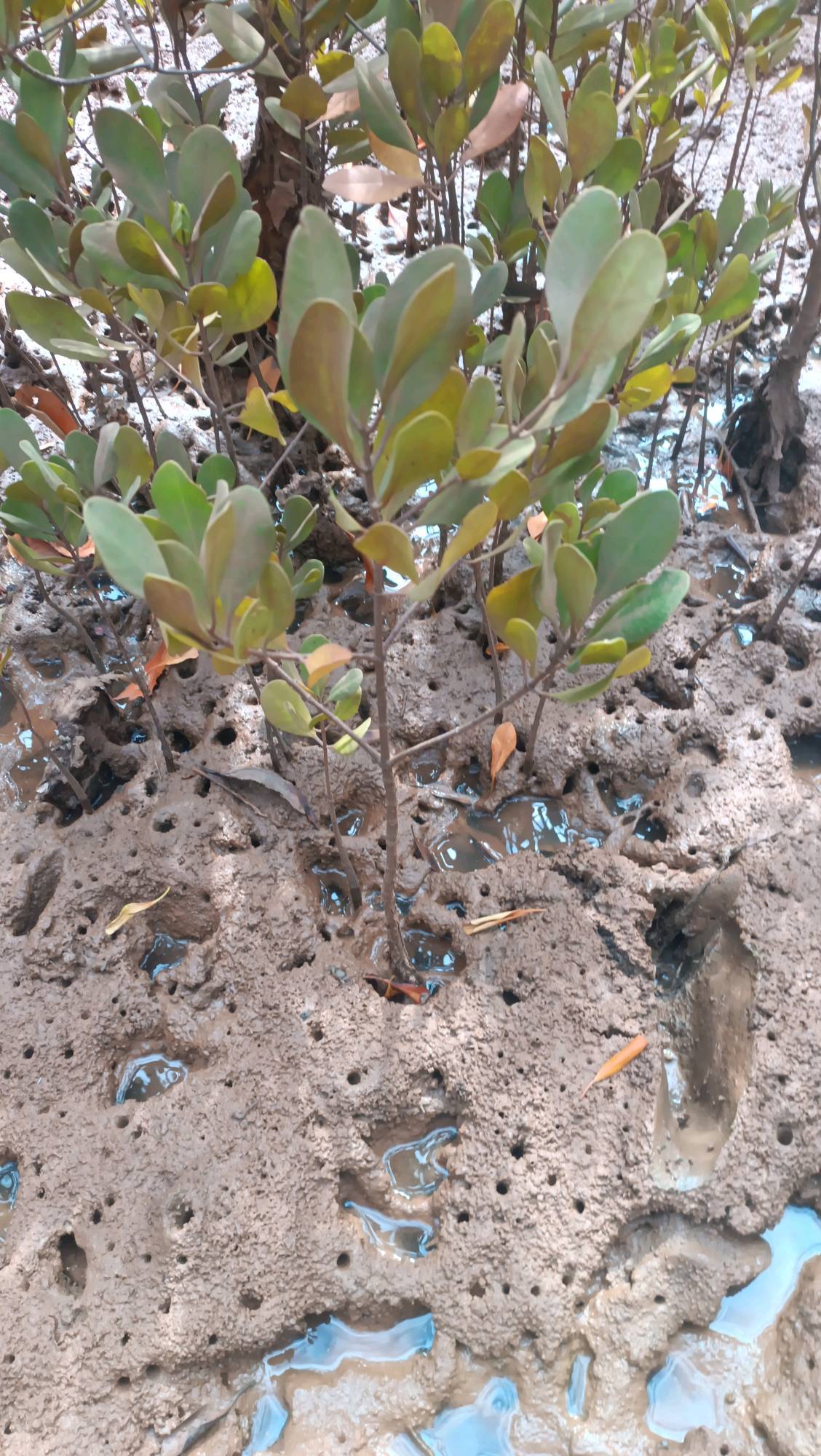 tree