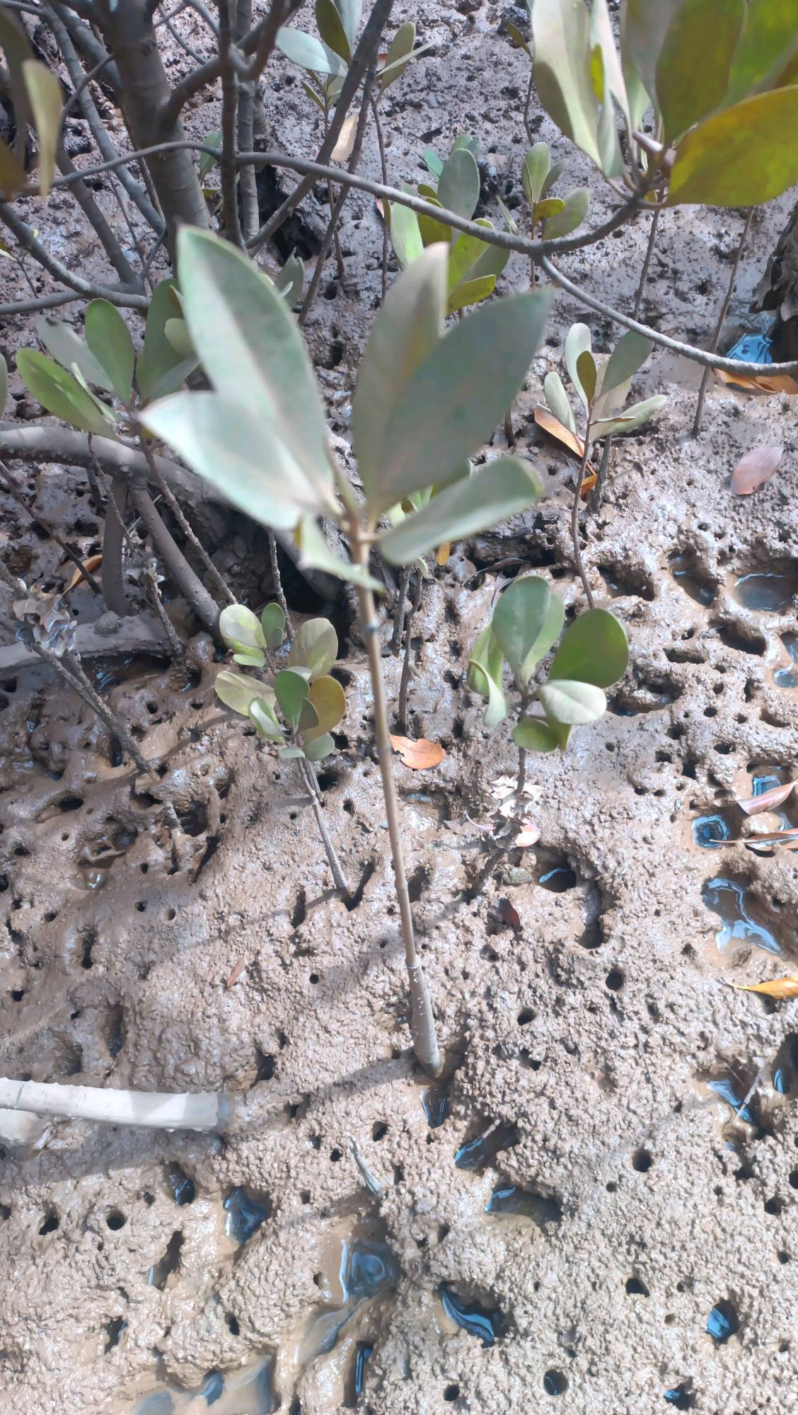tree