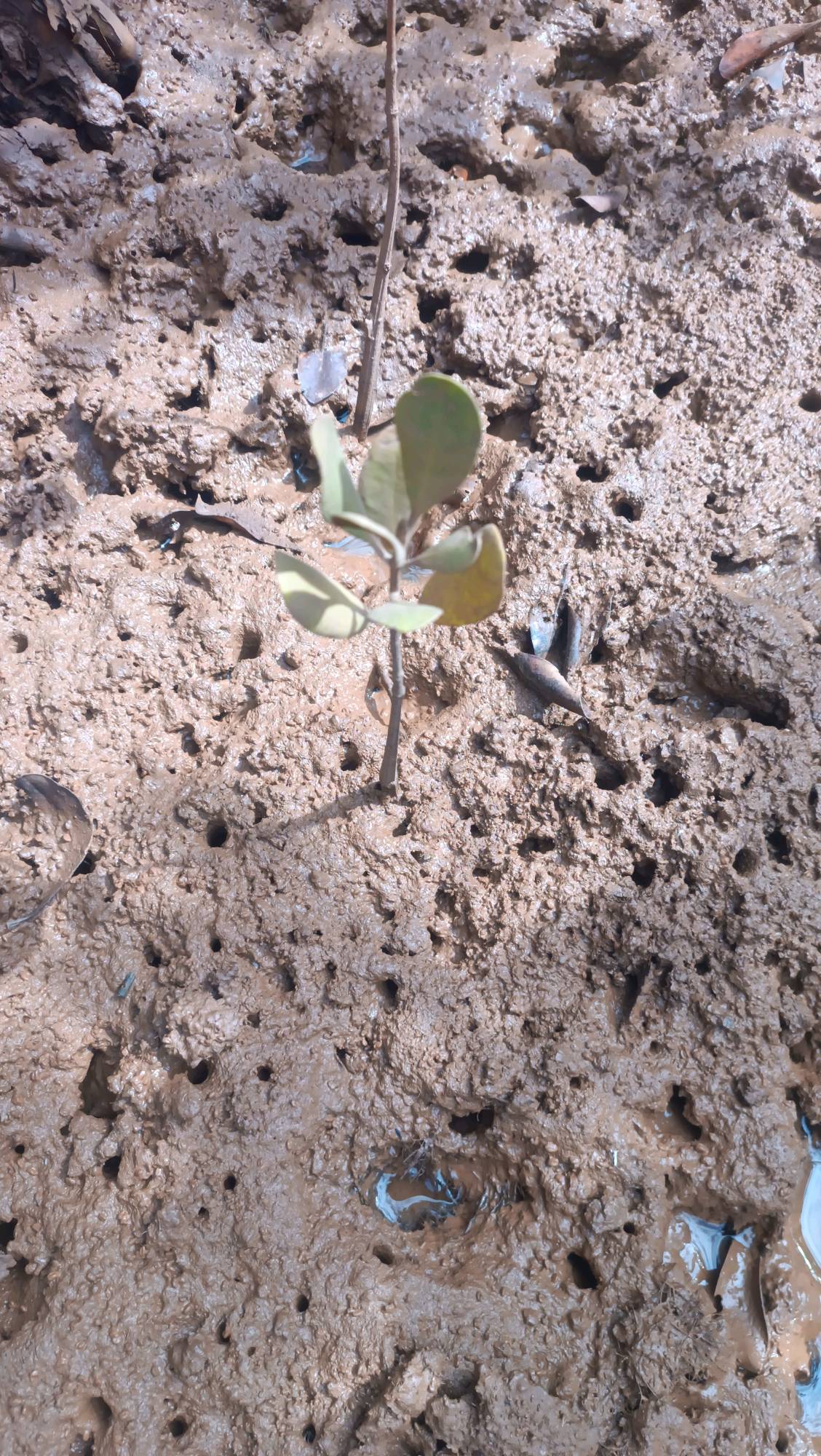 tree