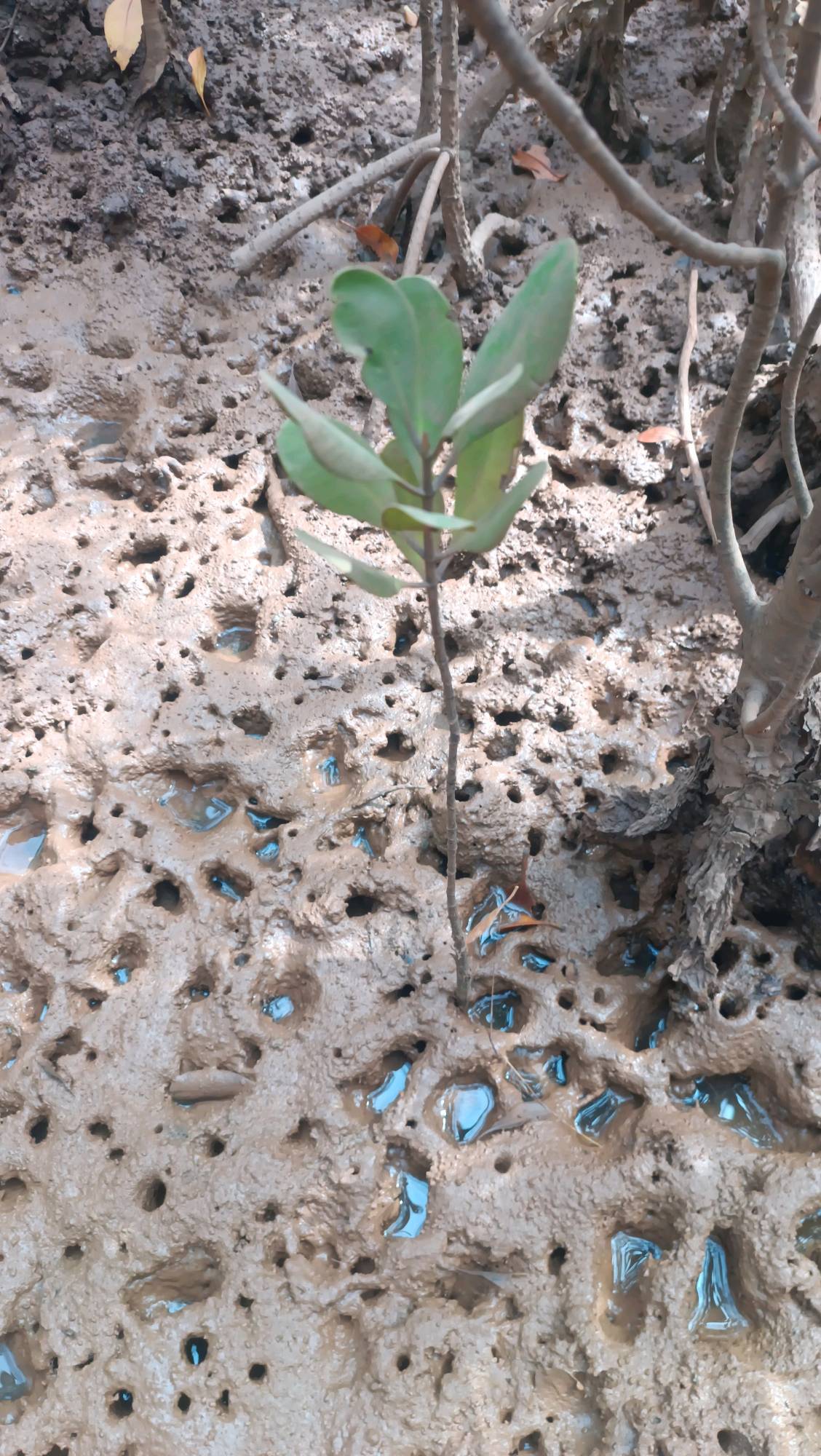 tree