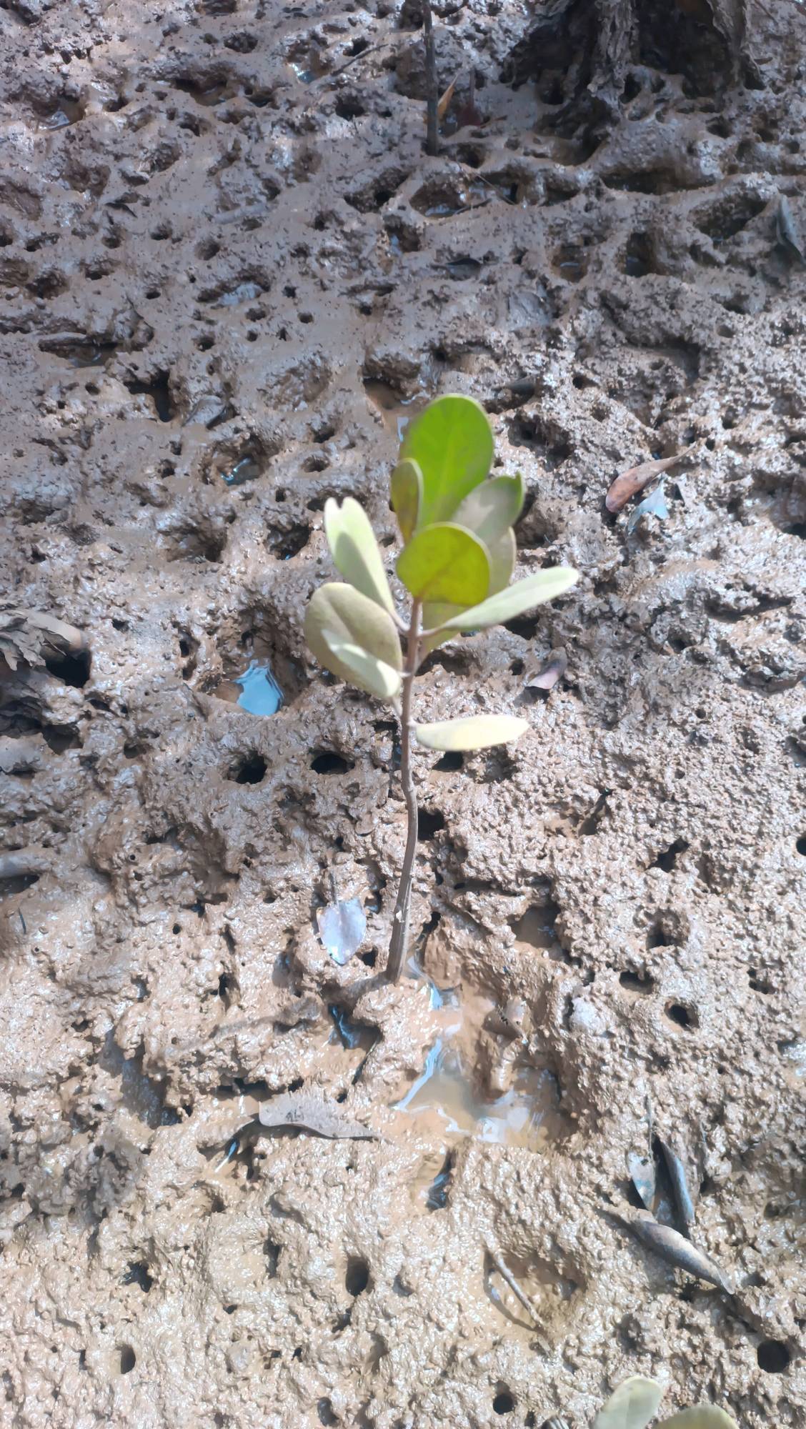 tree