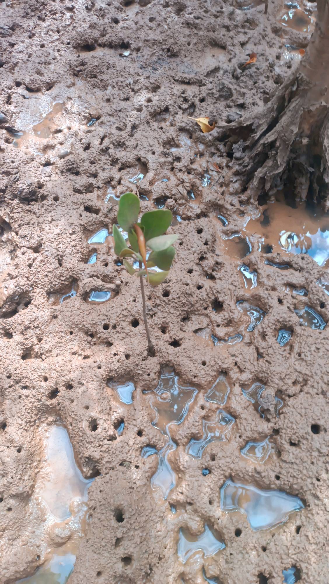 tree