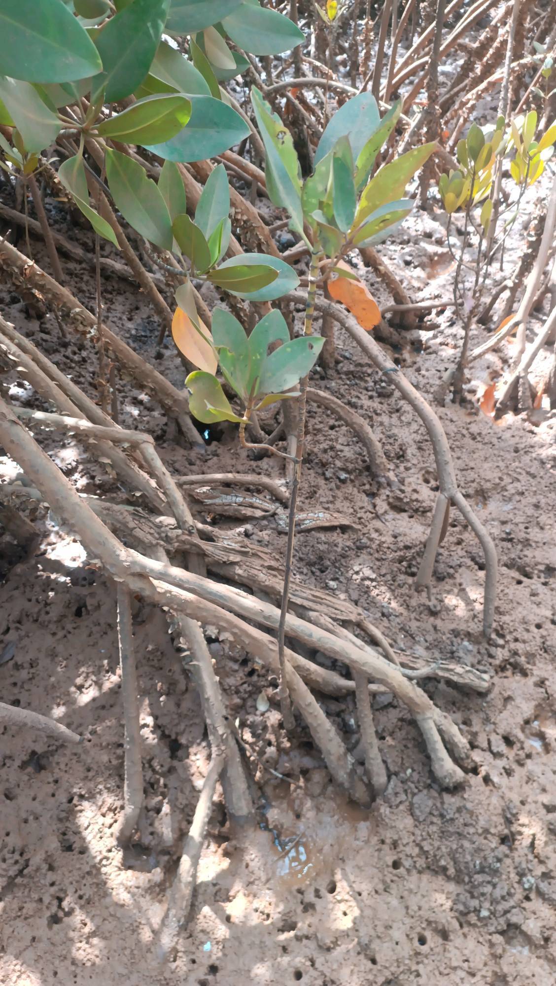 tree