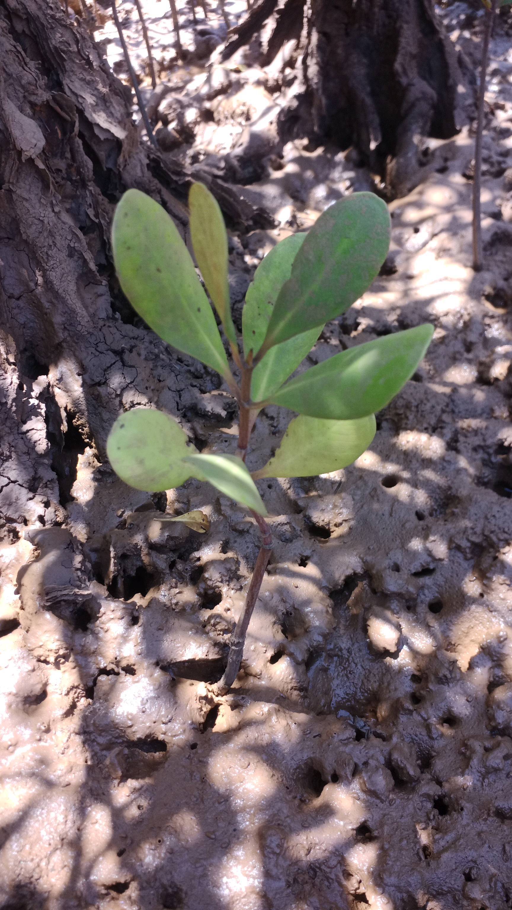 tree