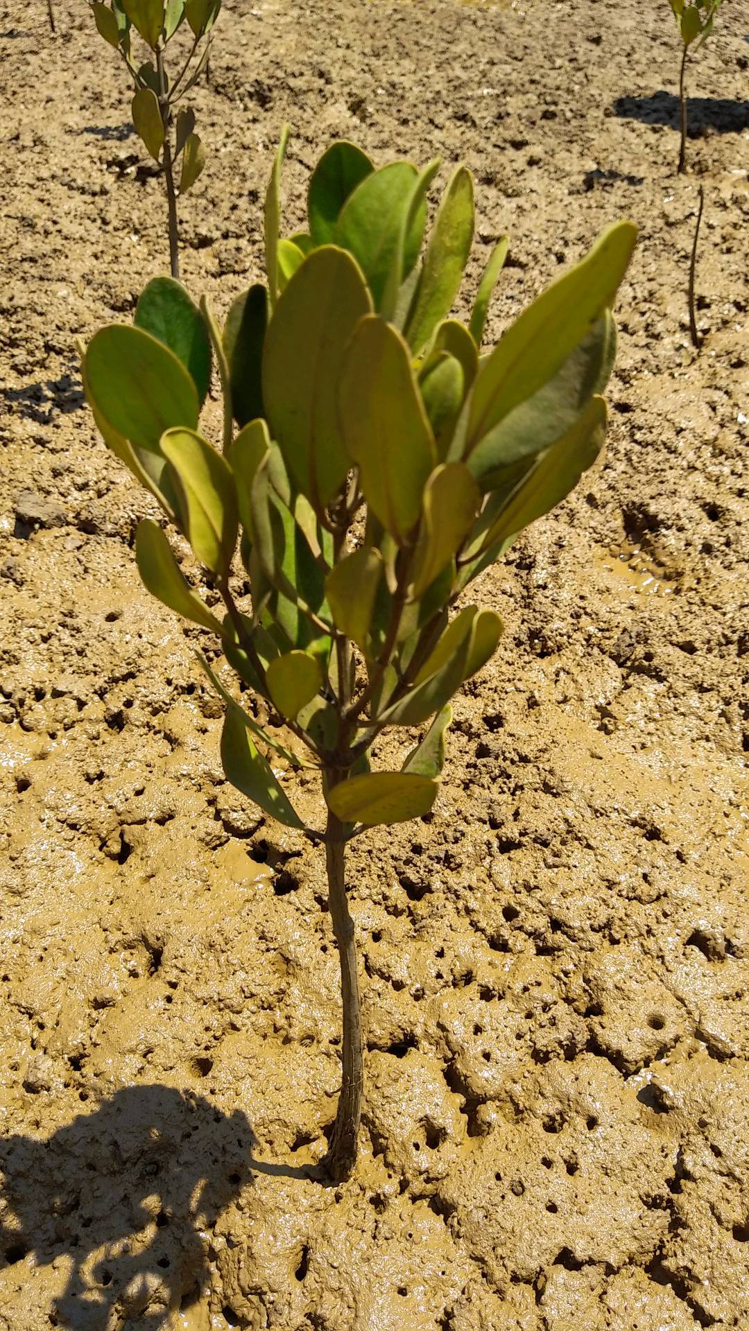 tree