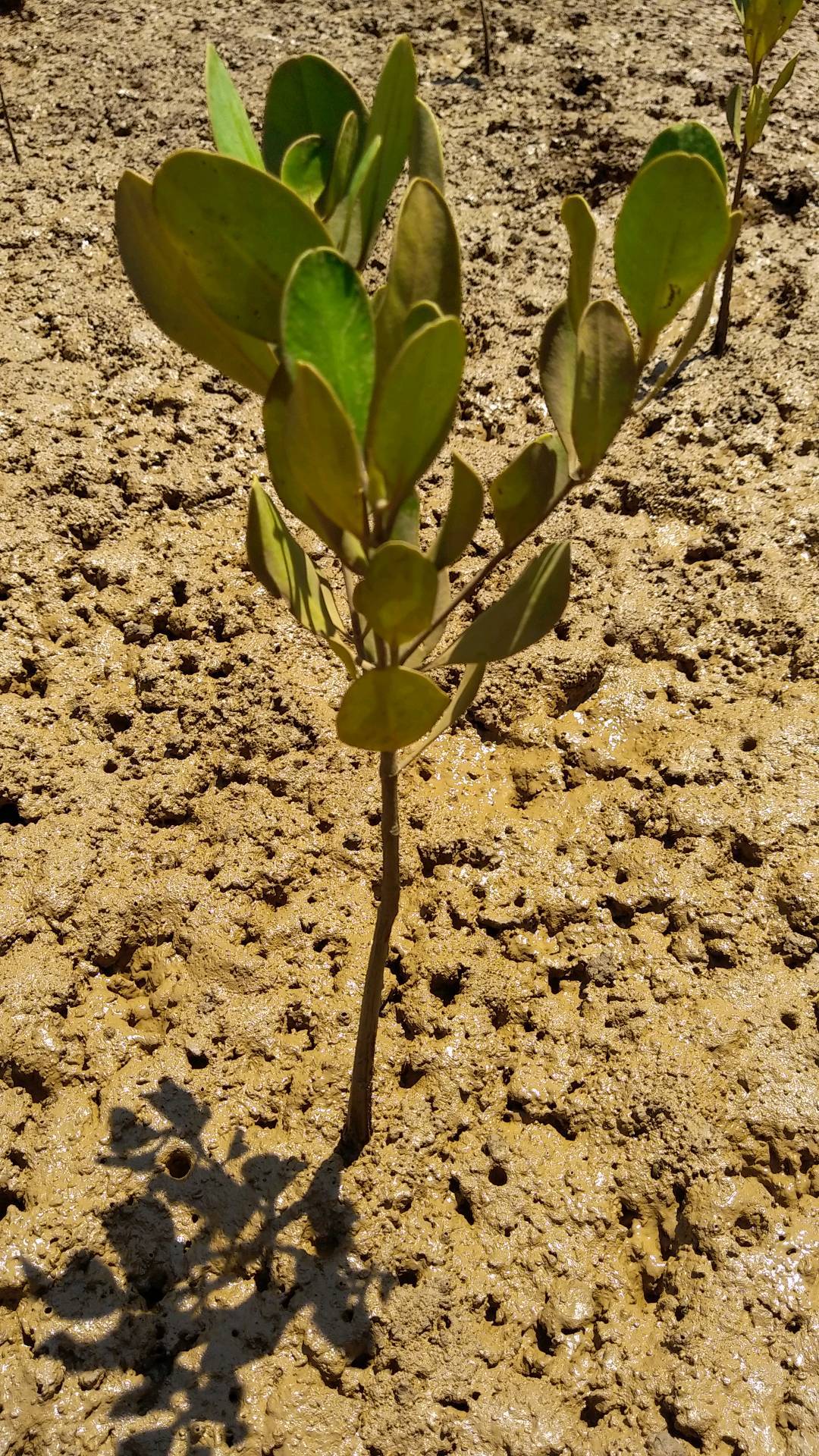 tree